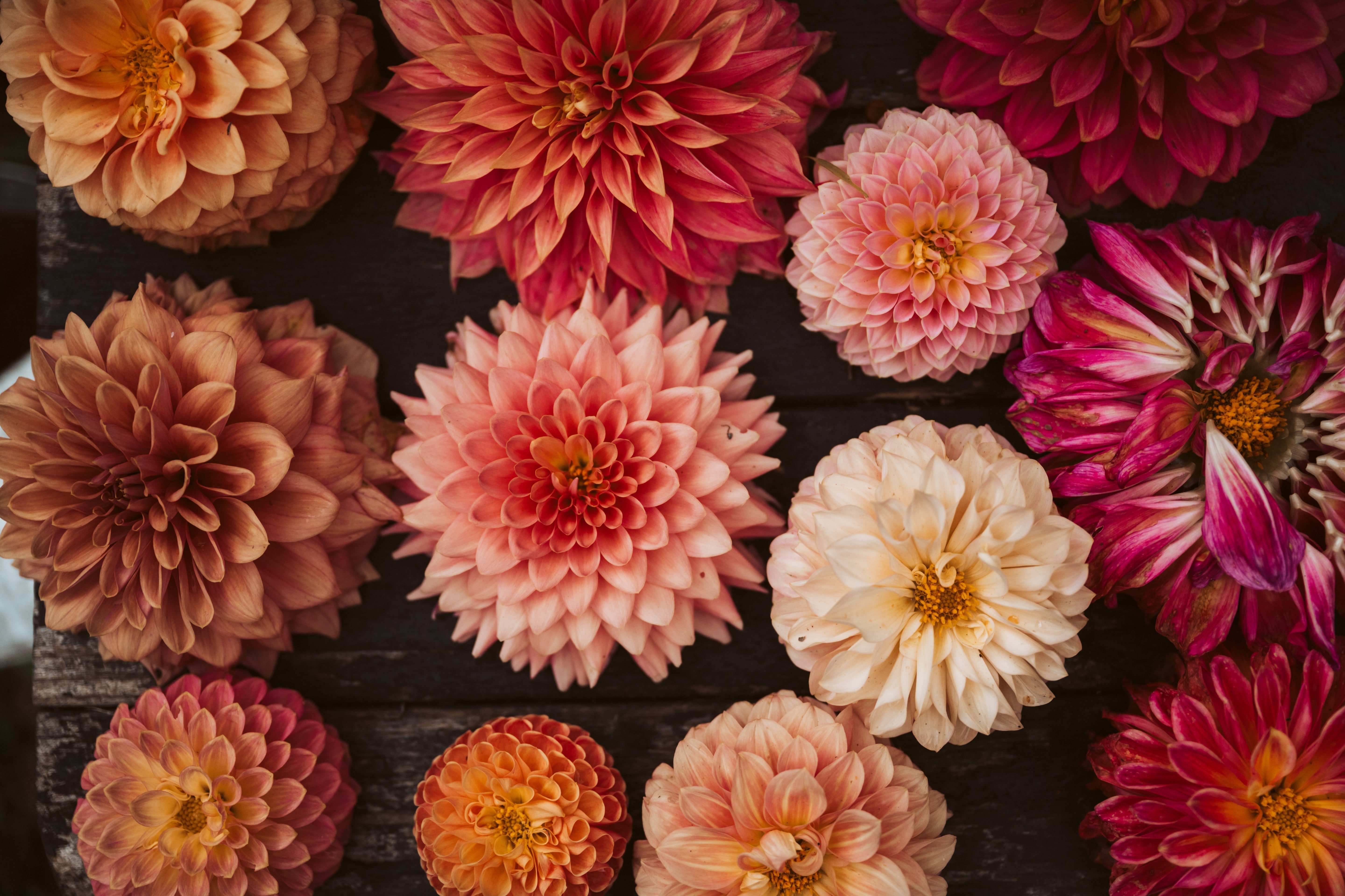 Dahlia Varieties Grown in Australia: Colour Flatlays from Our Flower Farm