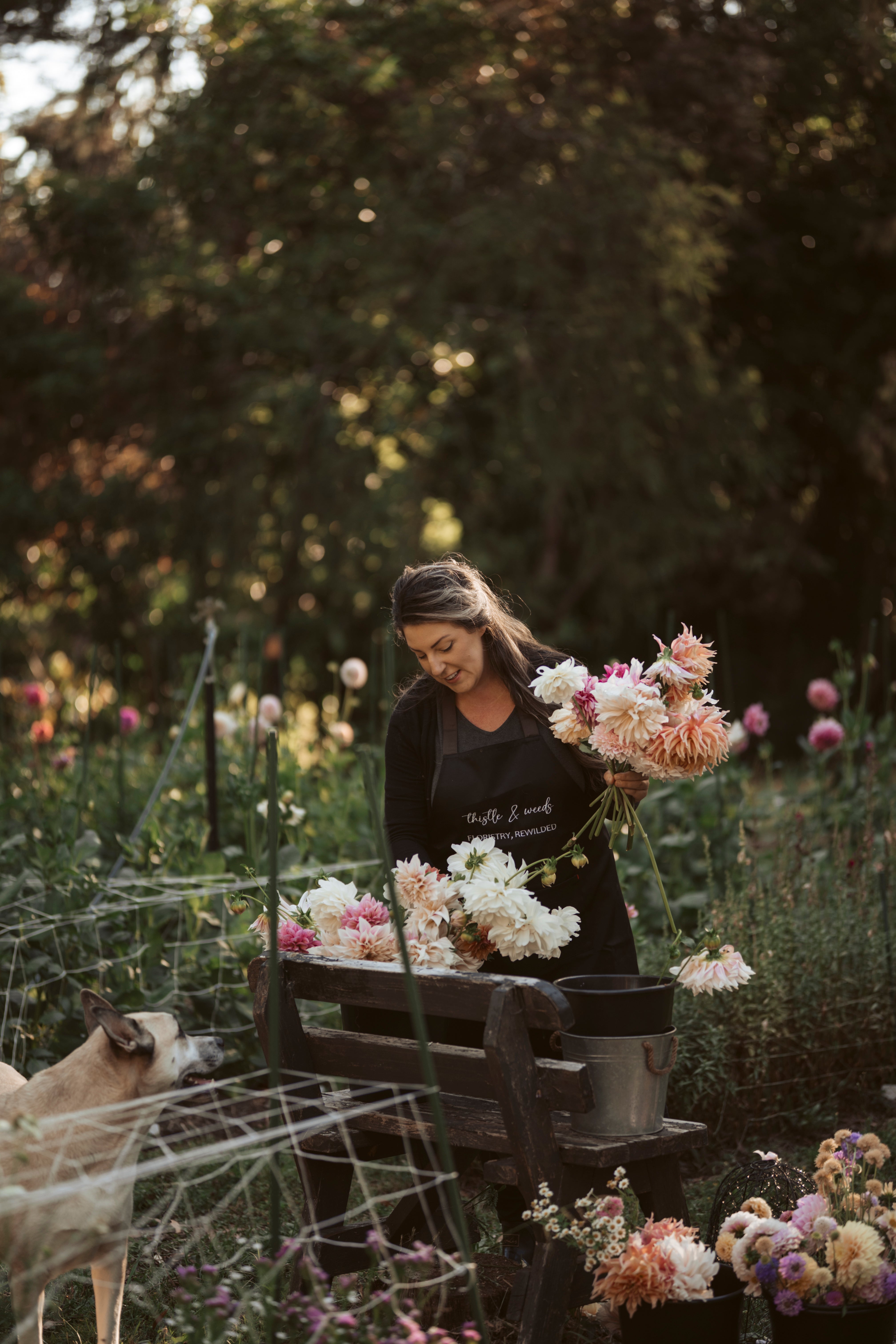 How to Cut Dahlias for the Best Vase Life