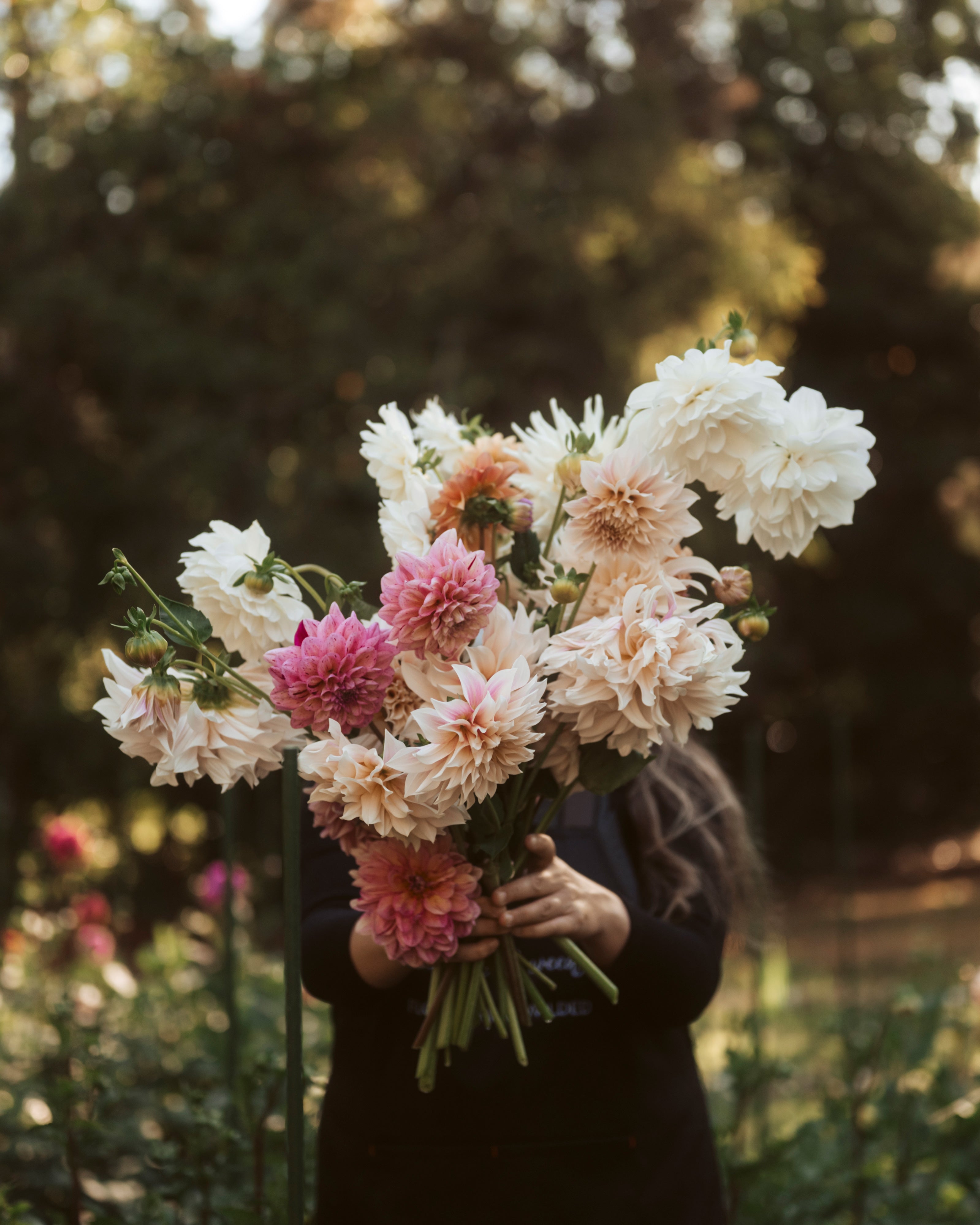 Best Dahlias for Beginners: Reliable Varieties Worth Growing