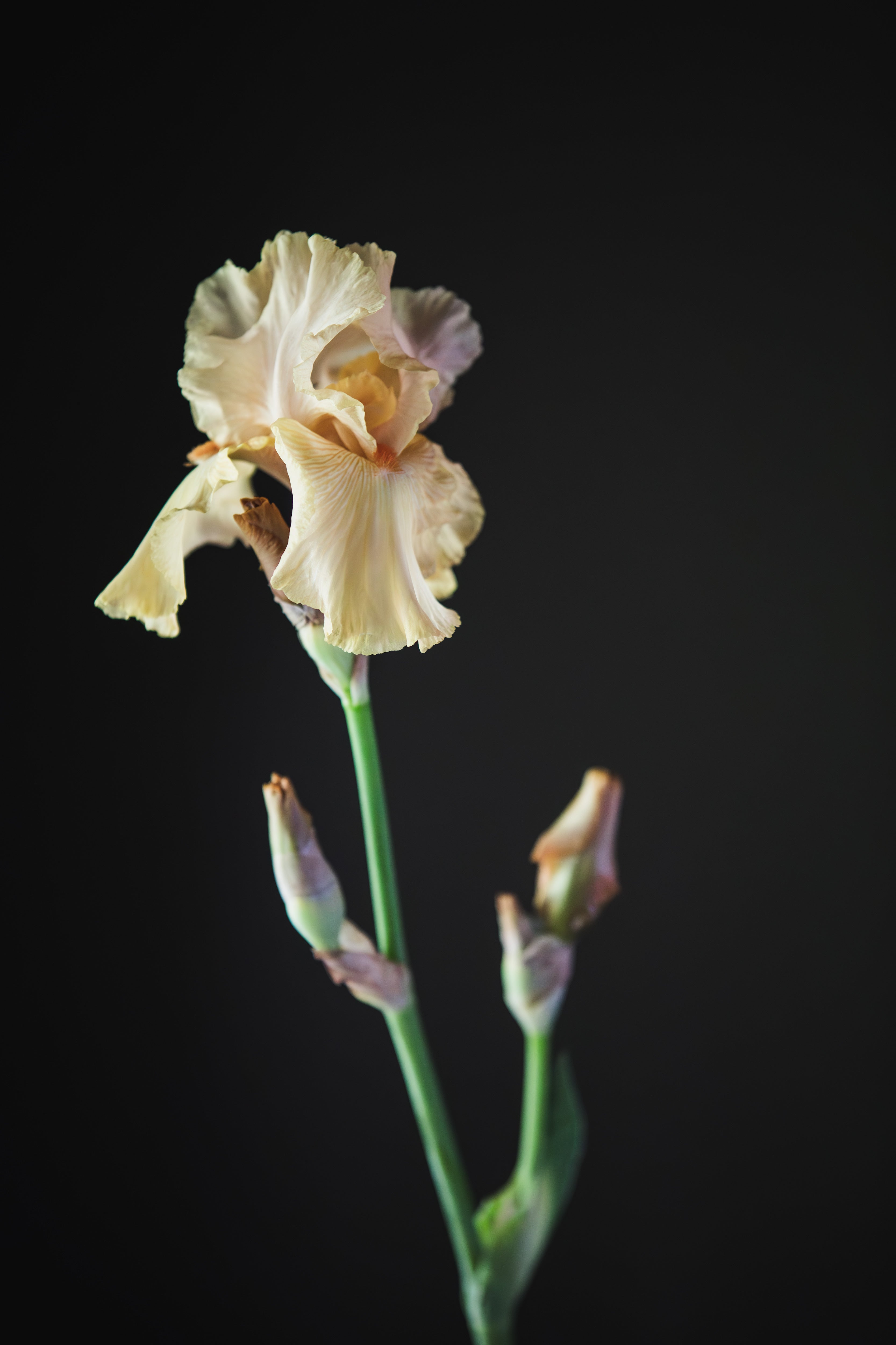 Sympathy Flowers Dandenong Ranges