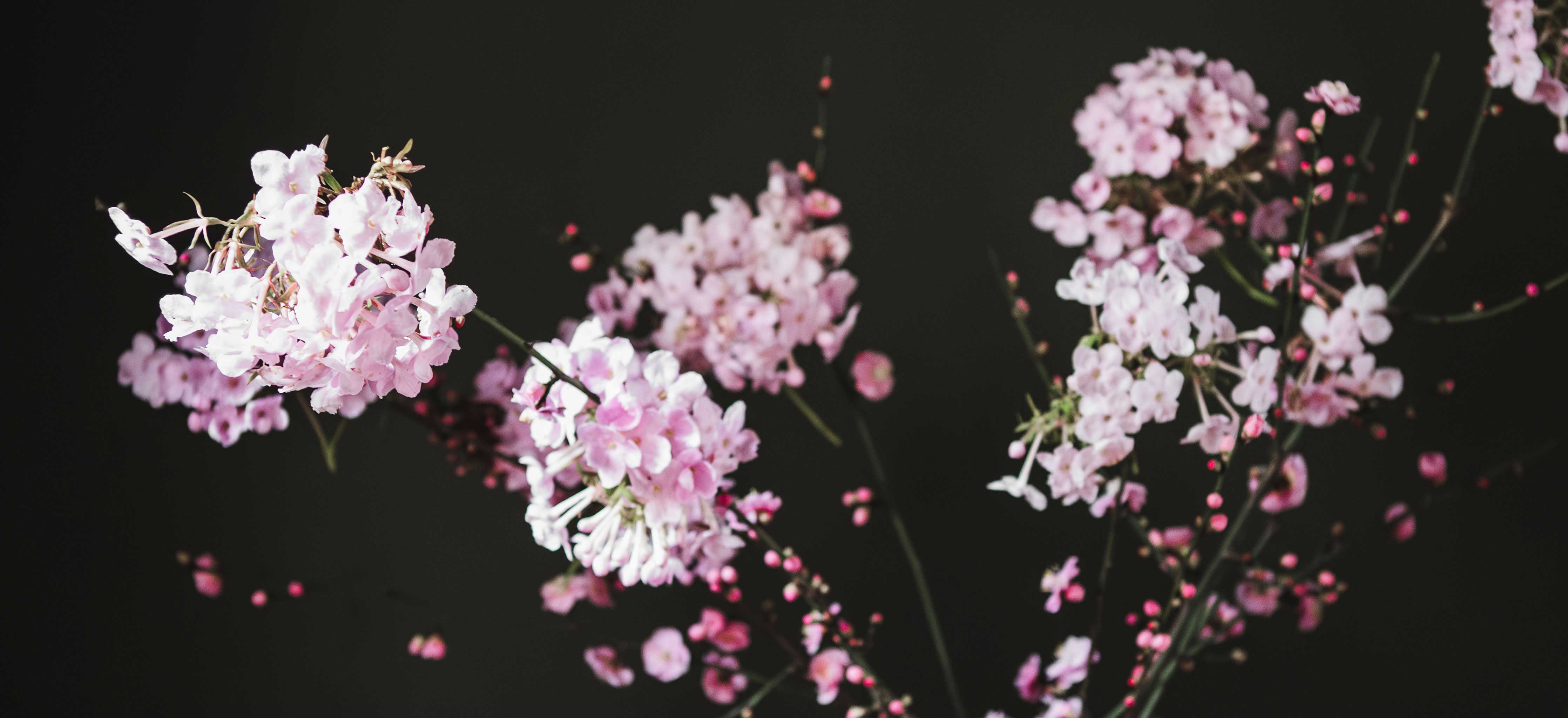 Seasonal Collection