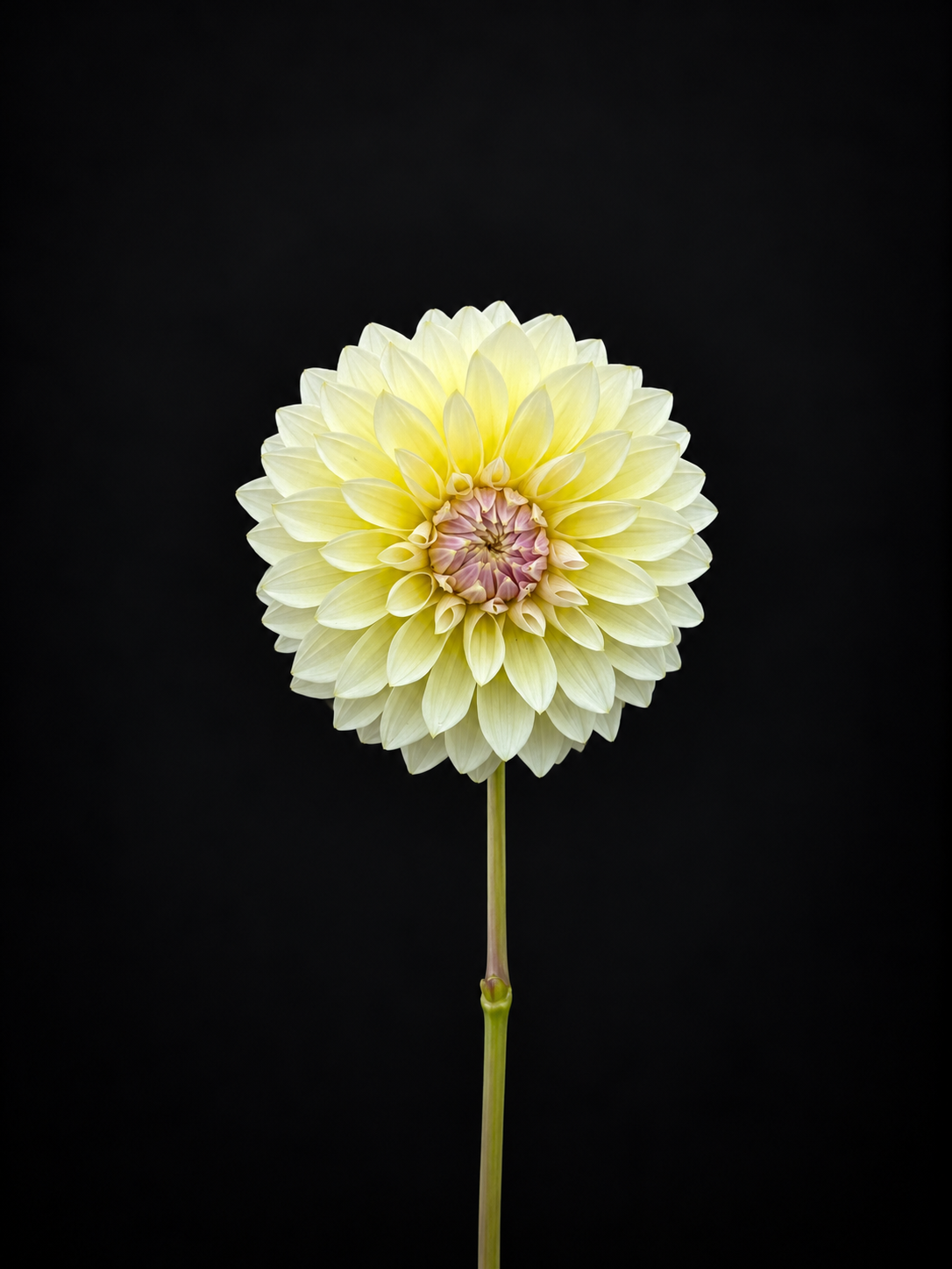 Florelie Grace | Dahlia Tuber