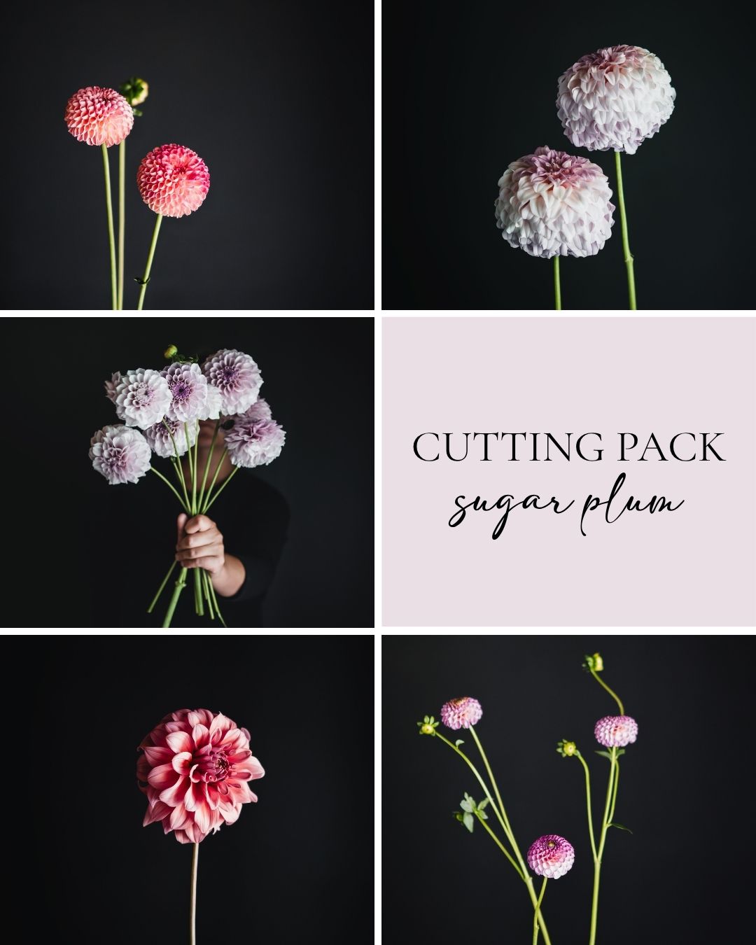 Cutting Pack - Sugar Plum