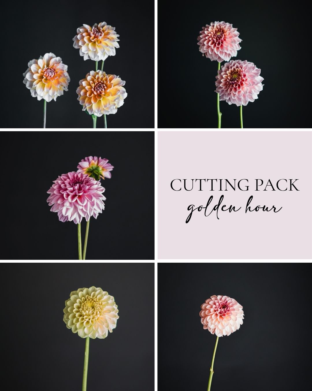 Cutting Pack - Golden Hour
