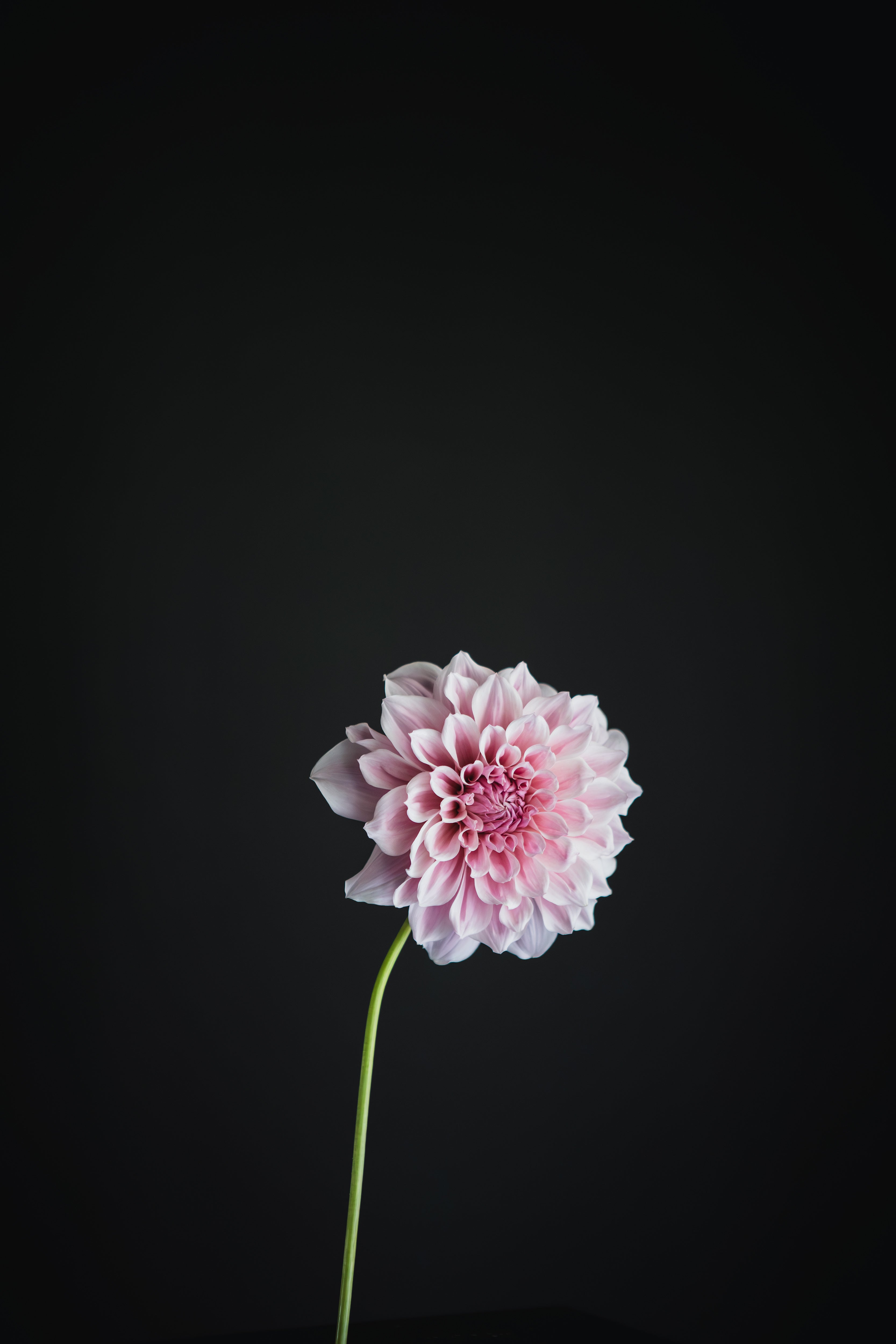 Bec's Unknown Pink | Dahlia Tuber