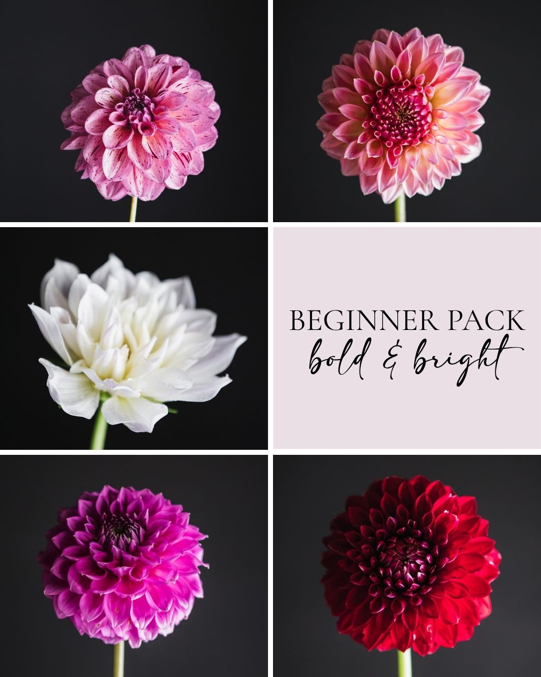 Beginner Pack - Bold & Bright