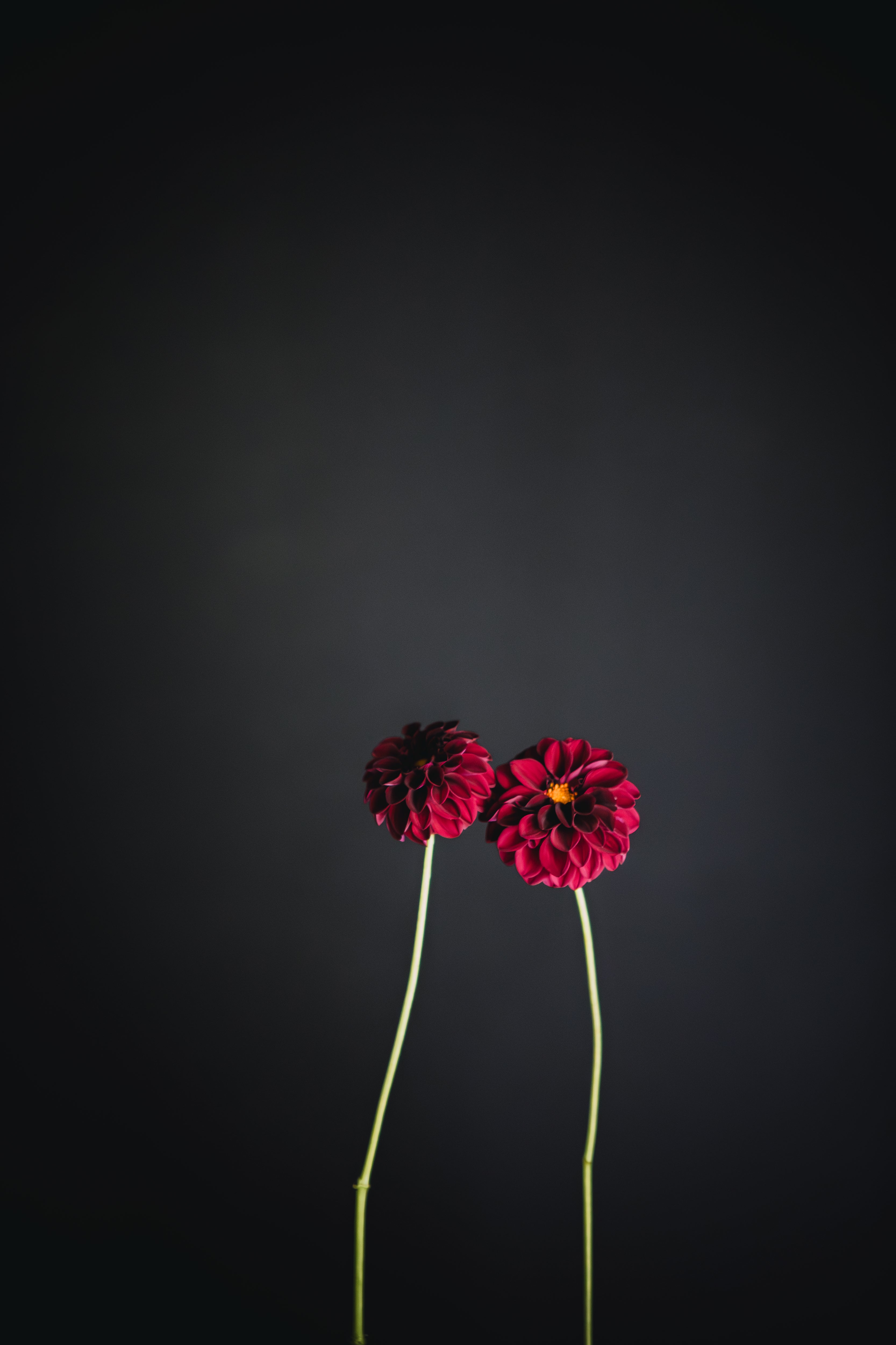 Black Pearl | Dahlia Tuber
