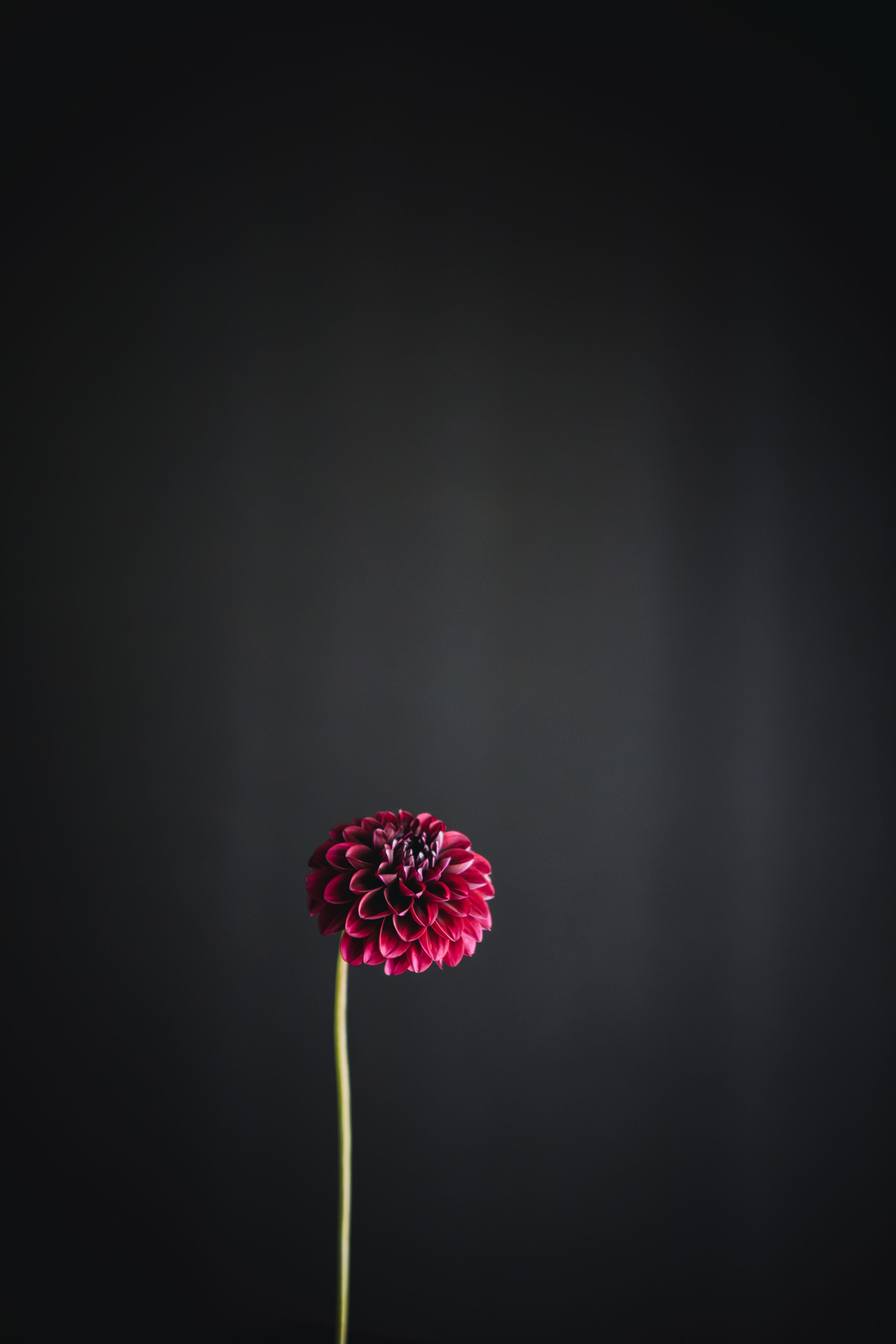 Burgundy Ball | Dahlia Tuber