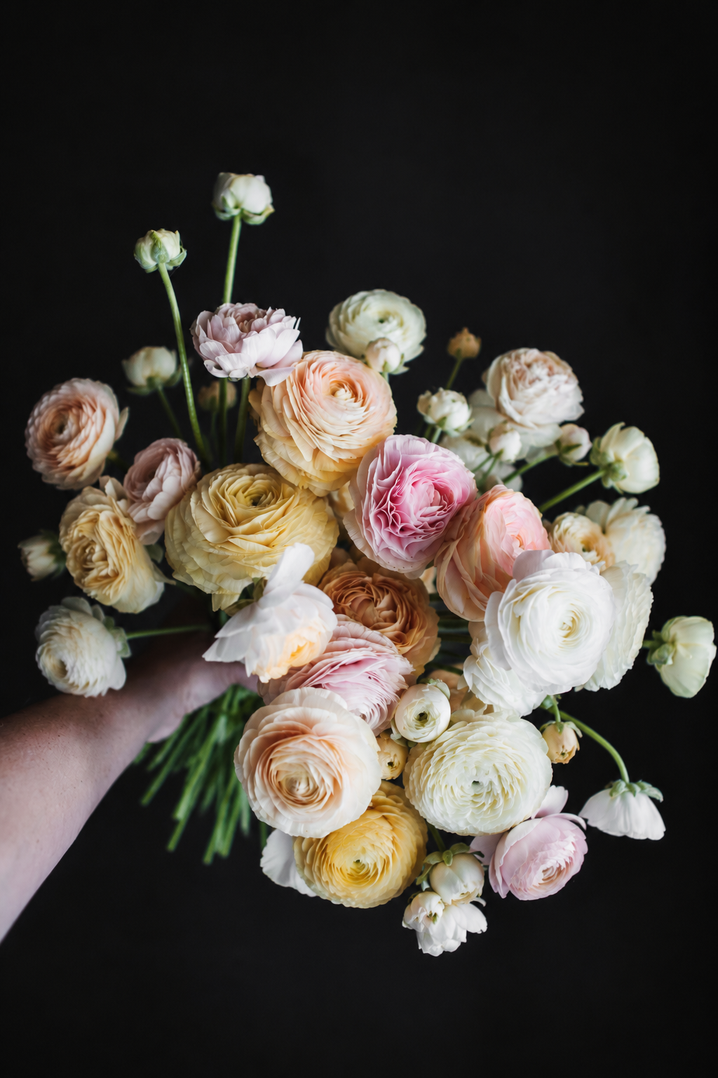 Buttercream Blend | Ranunculus Corms