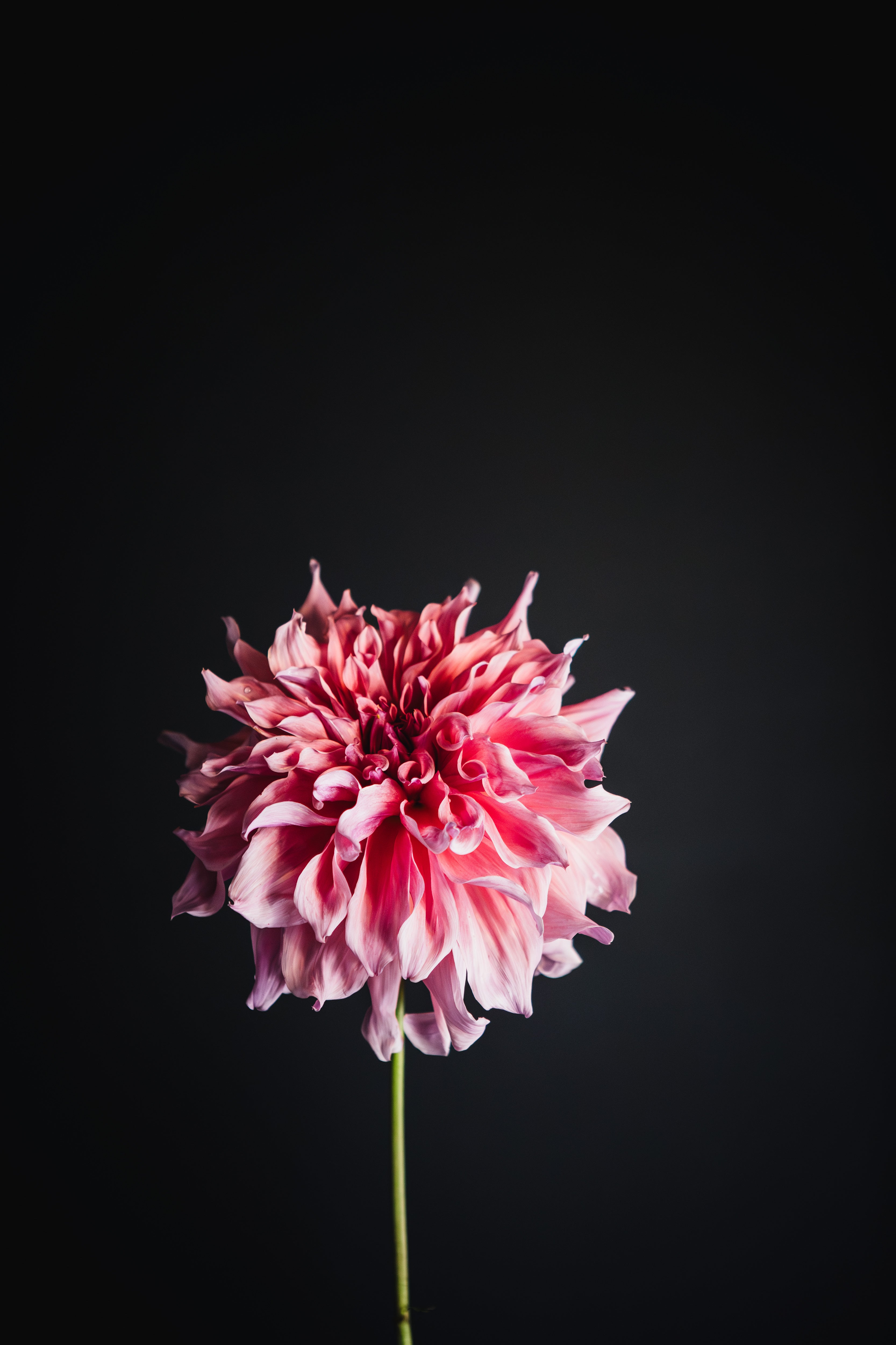 Casino Barry | Dahlia Tuber