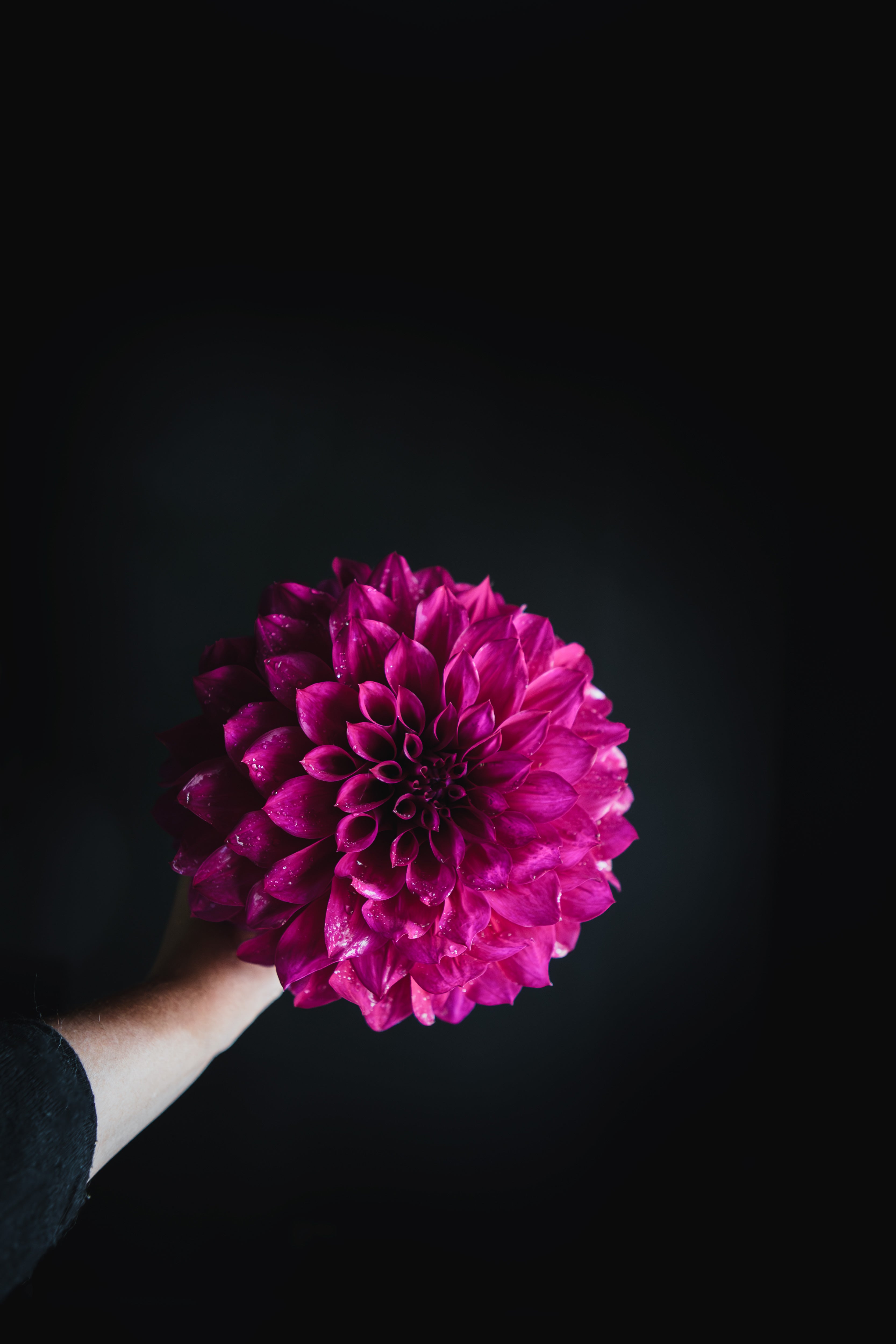 Champs Elysees | Dahlia Tuber