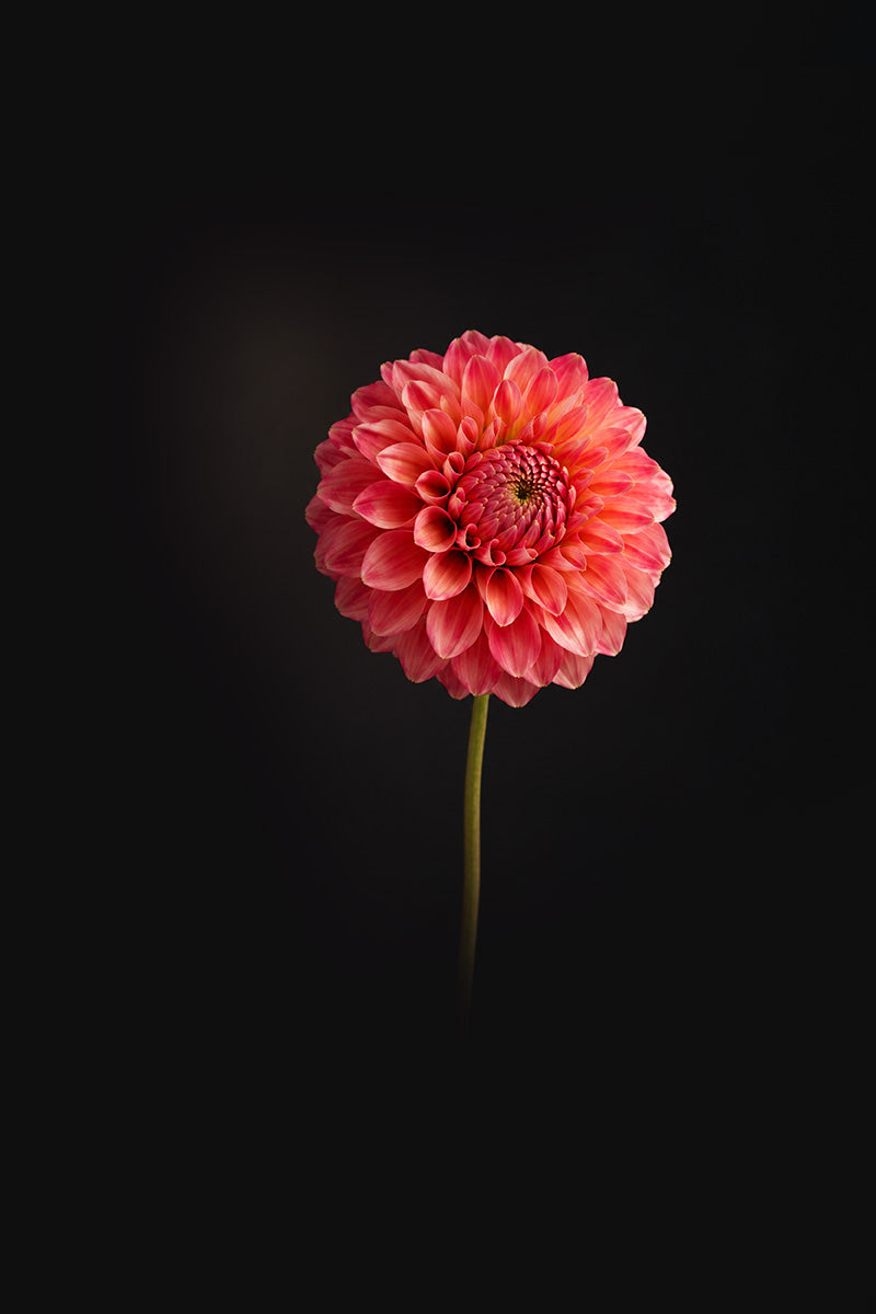 Christie Merlot | Dahlia Tuber