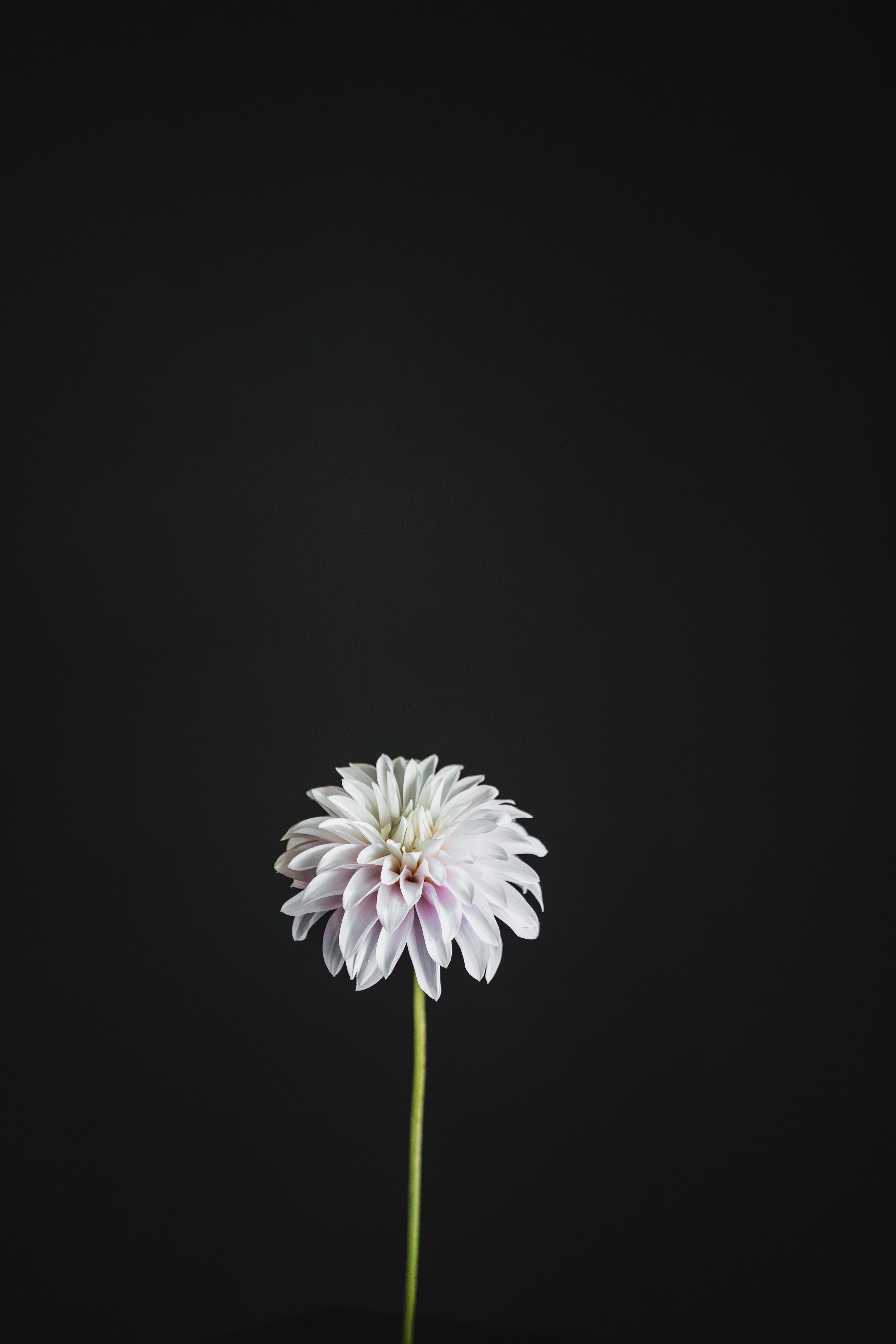 Clara Thora | Dahlia Tuber