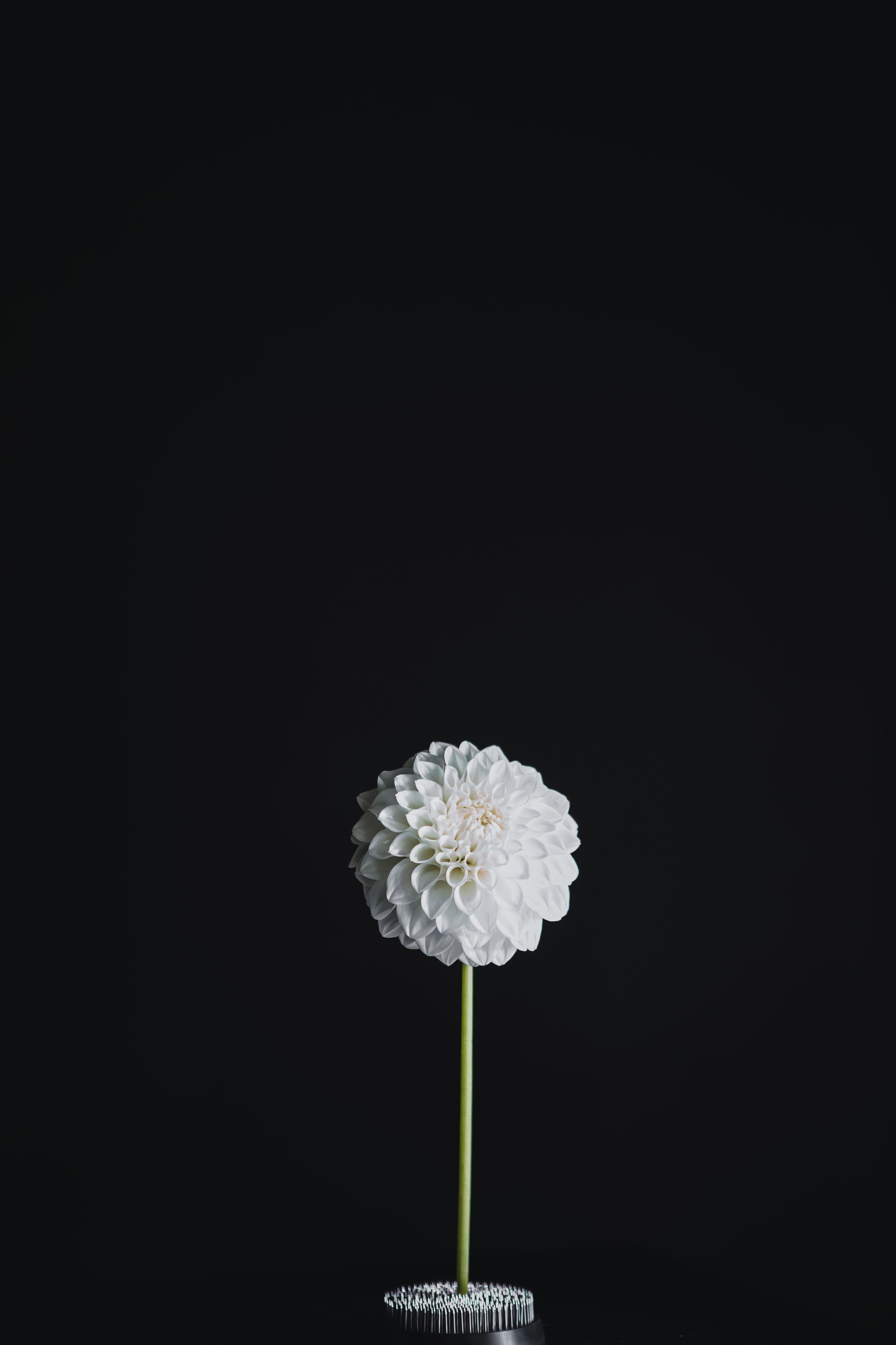 Coorabell Alpine | Dahlia Tuber