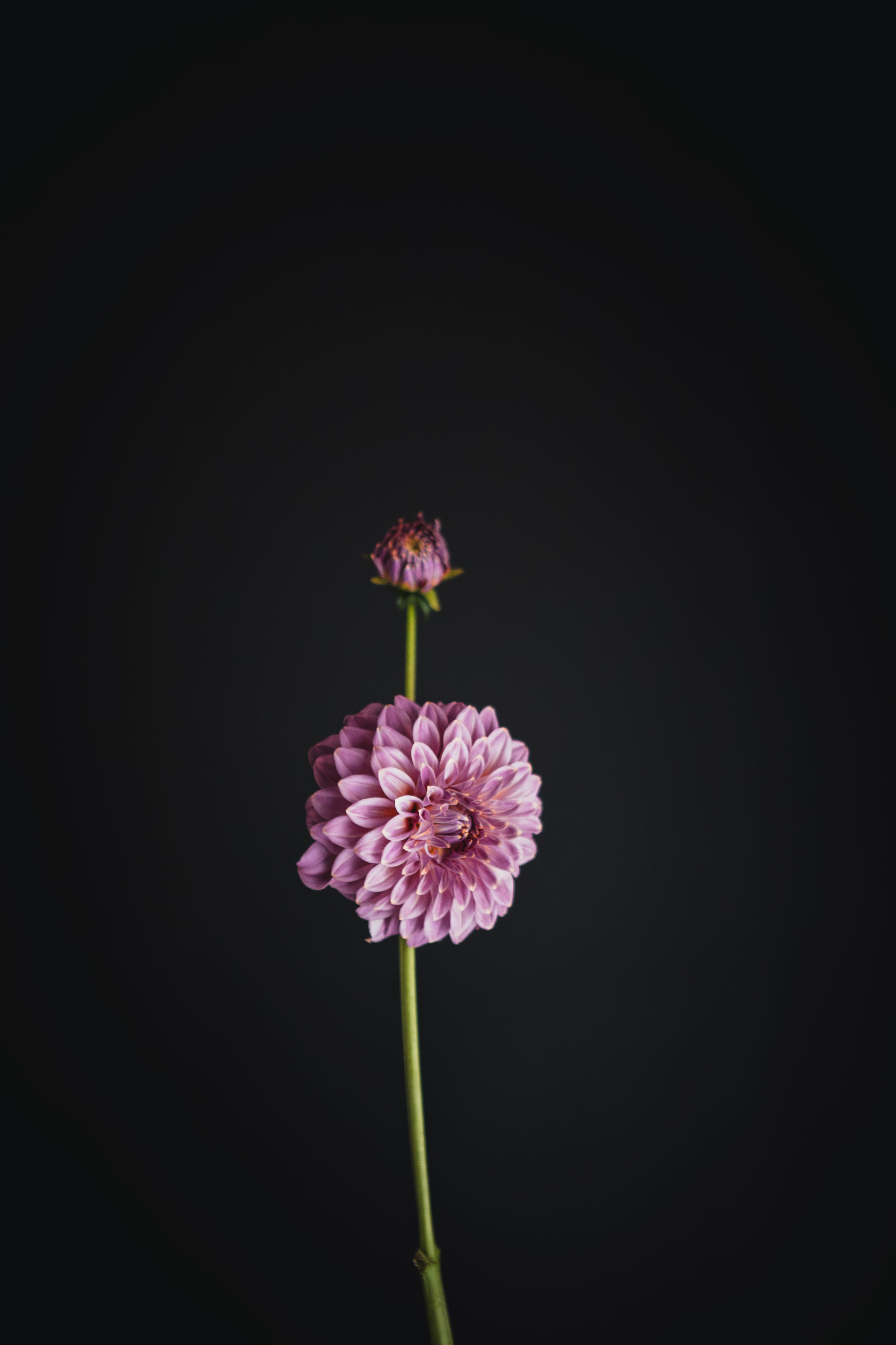 Coorabell Caitlyn | Dahlia Tuber