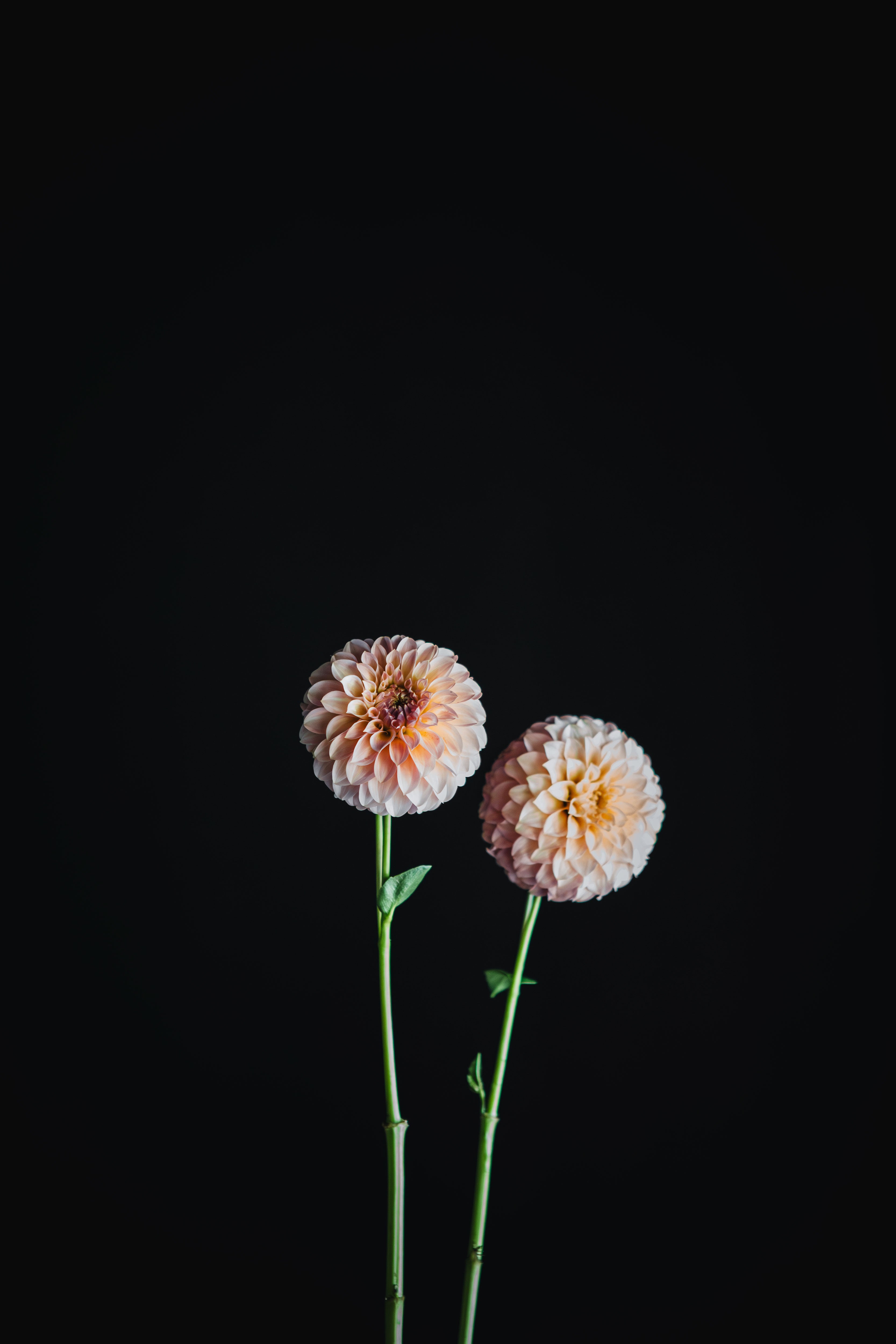 Coorabell Jessie | Dahlia Tuber