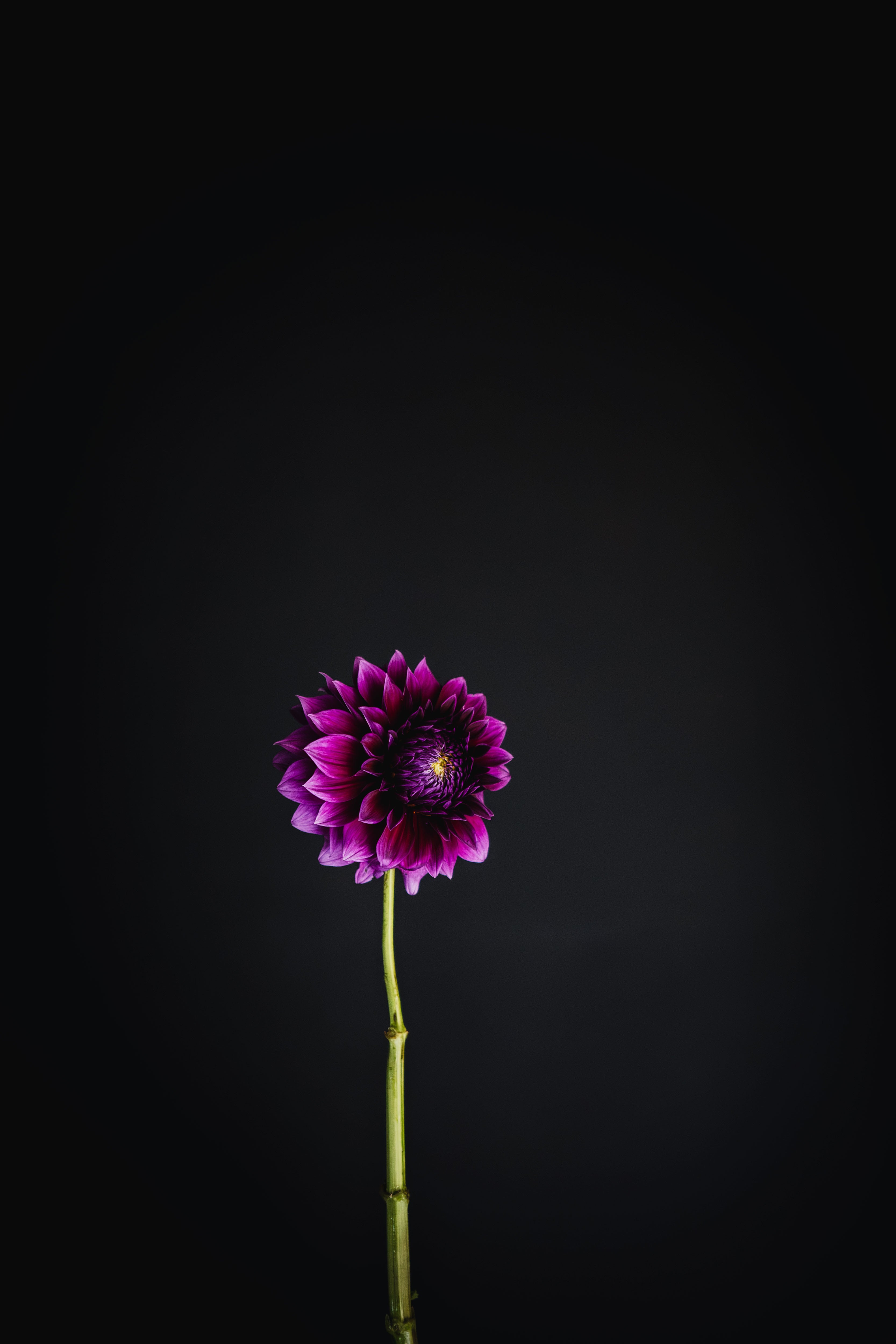 Coorabell Lonny | Dahlia Tuber