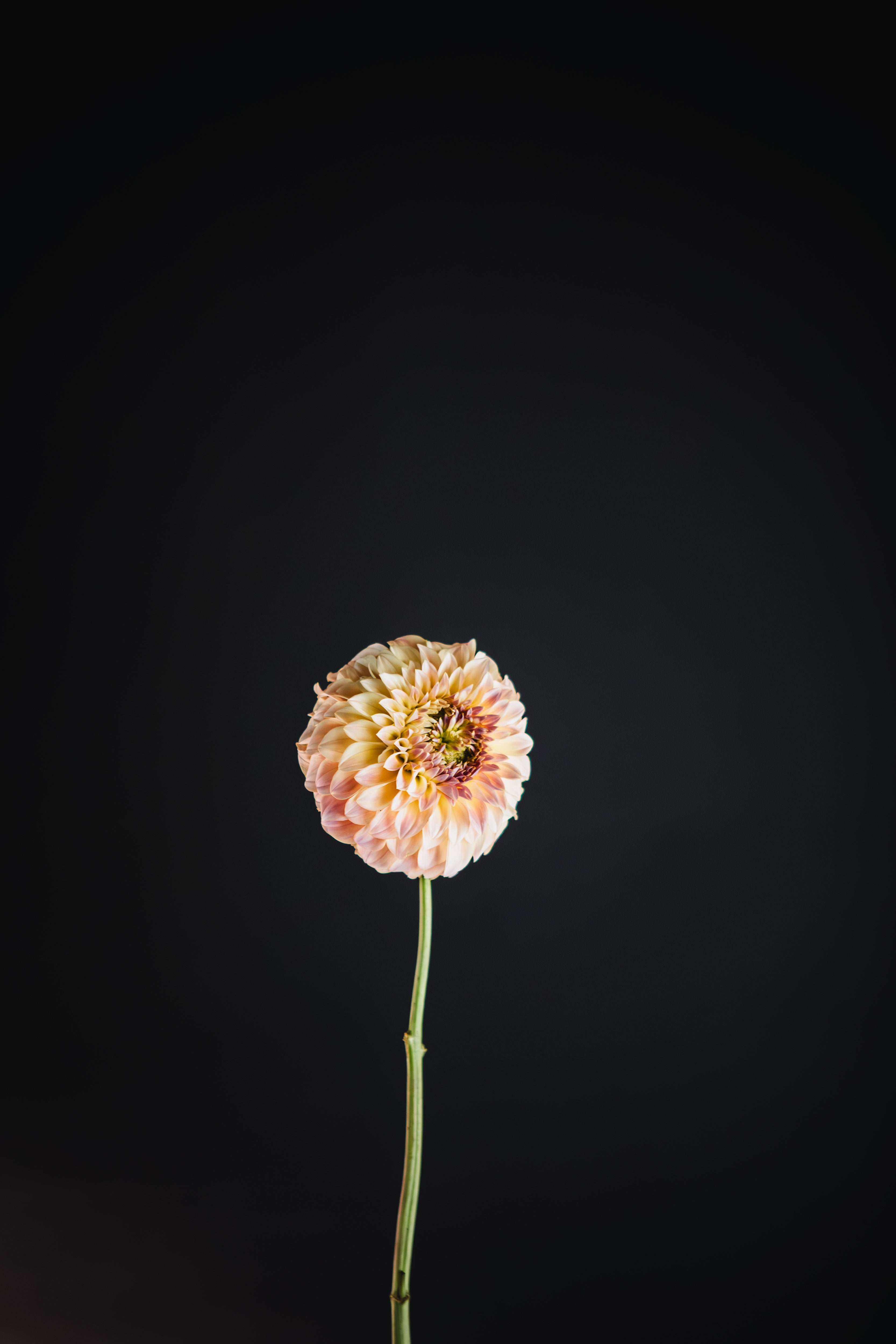 Coorabell Moonglow | Dahlia Tuber