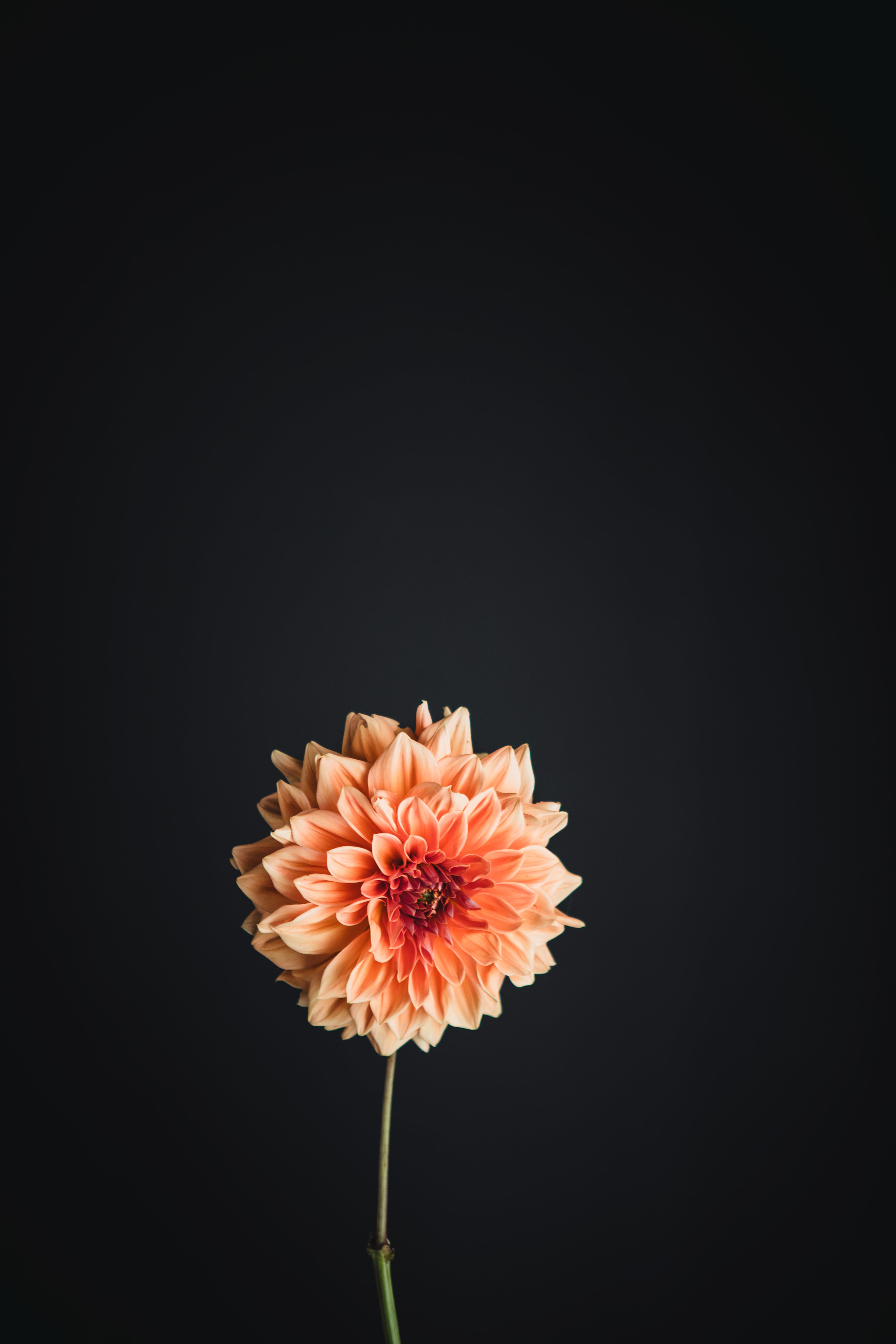 Cyma Warrior | Dahlia Tuber