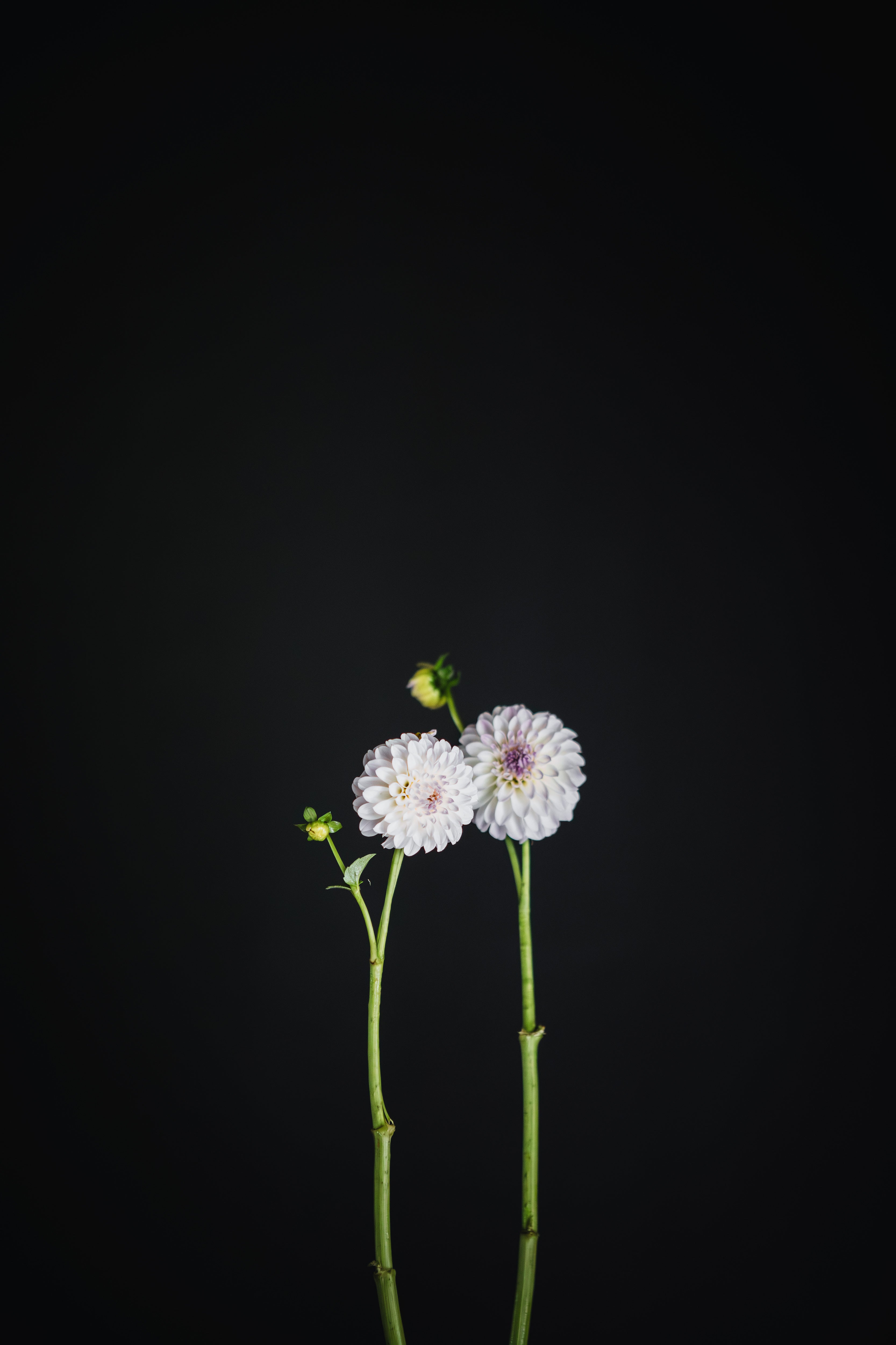 Dave's Choice | Dahlia Tuber
