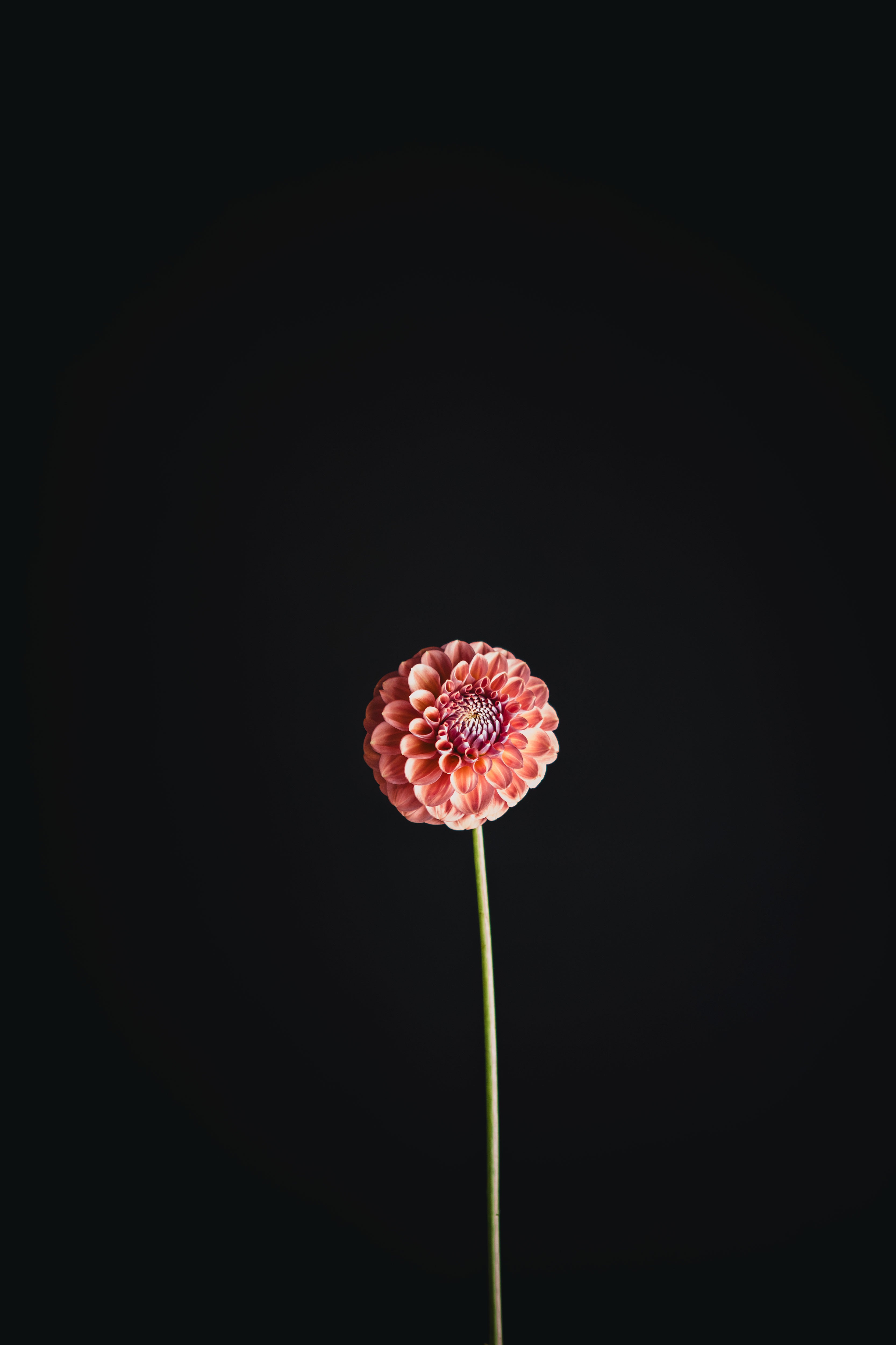 Devon Apollo | Dahlia Tuber