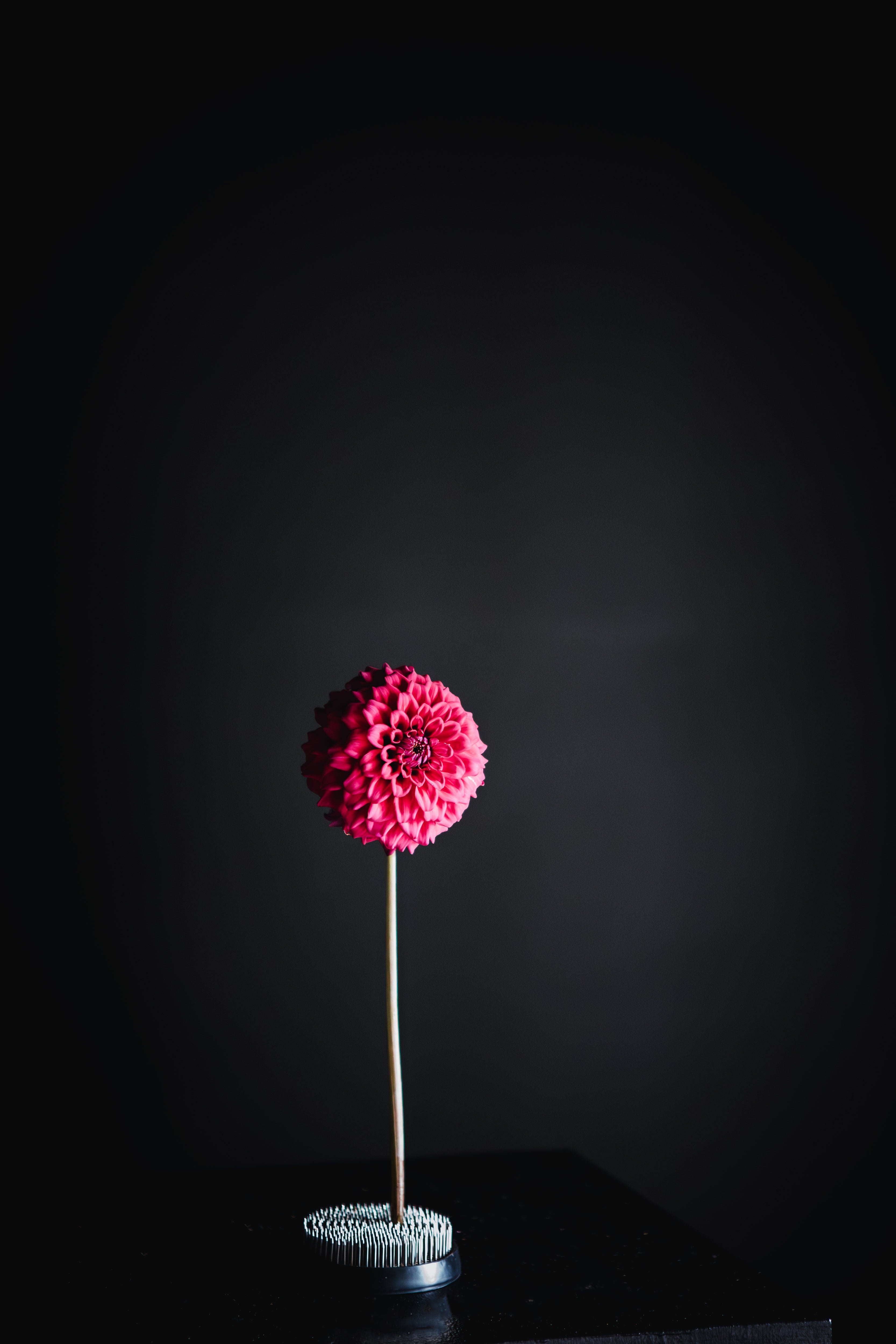 Sheval Megan | Dahlia Tuber