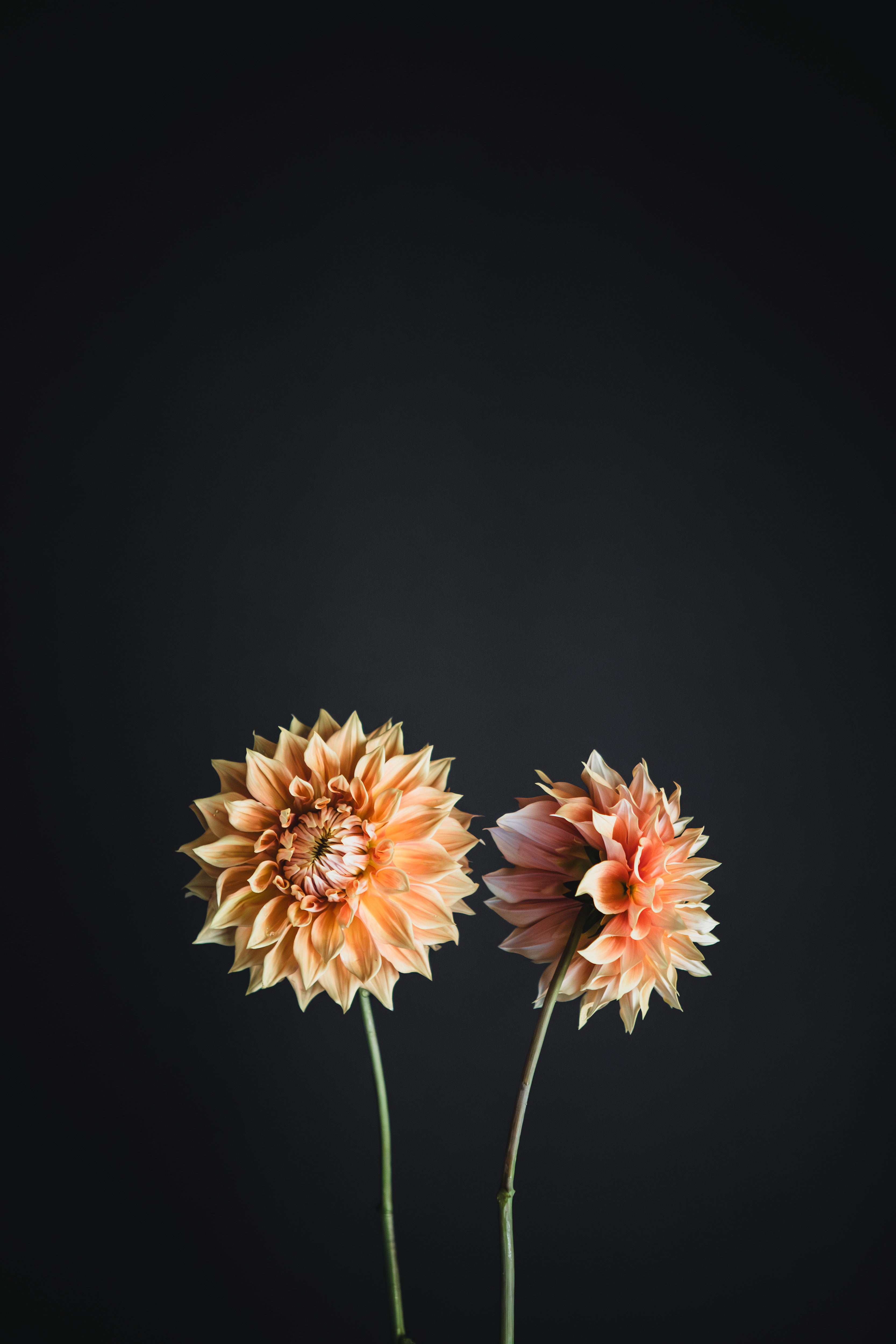 Devon Caramello | Dahlia Tuber