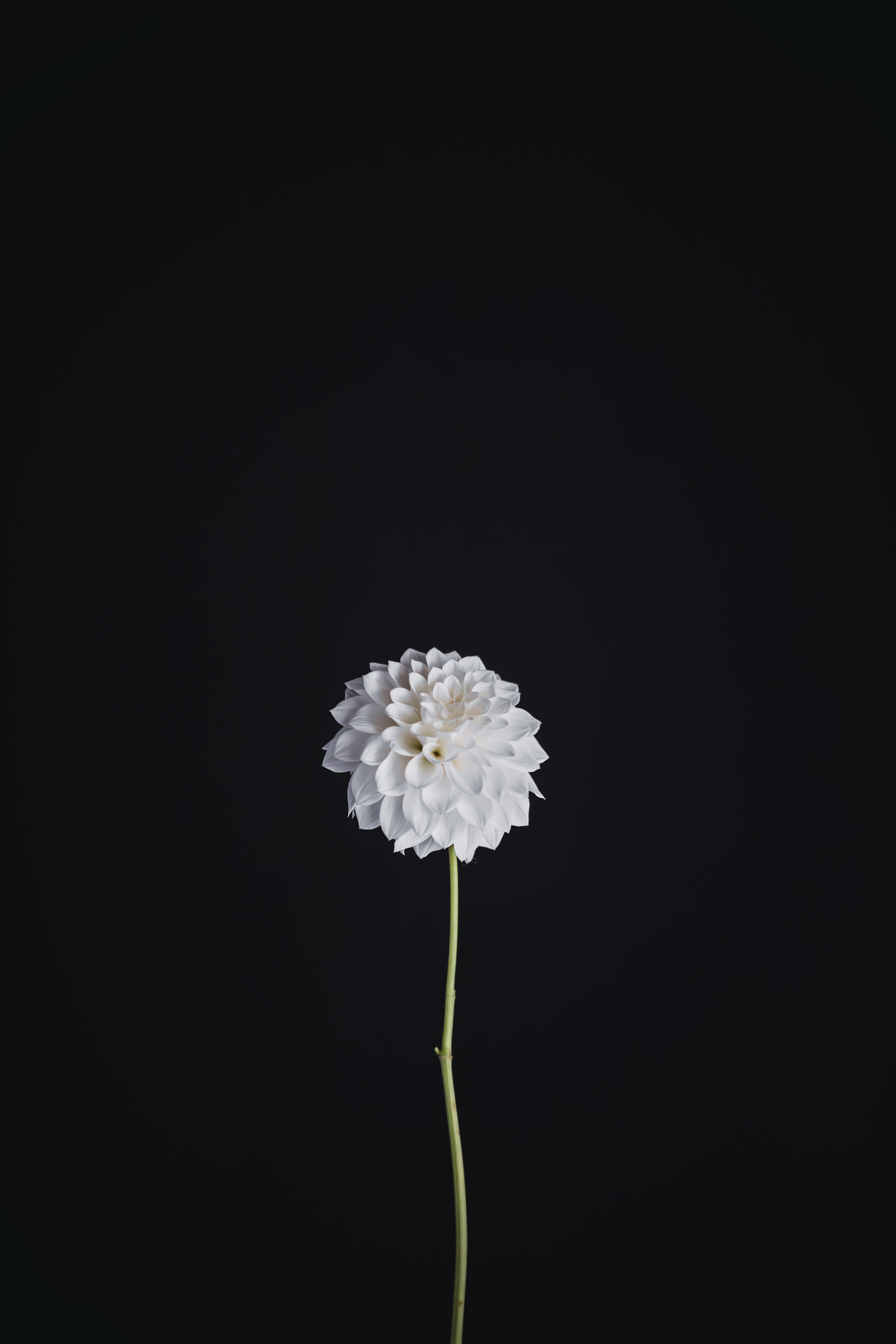Devon Cascade | Dahlia Tuber