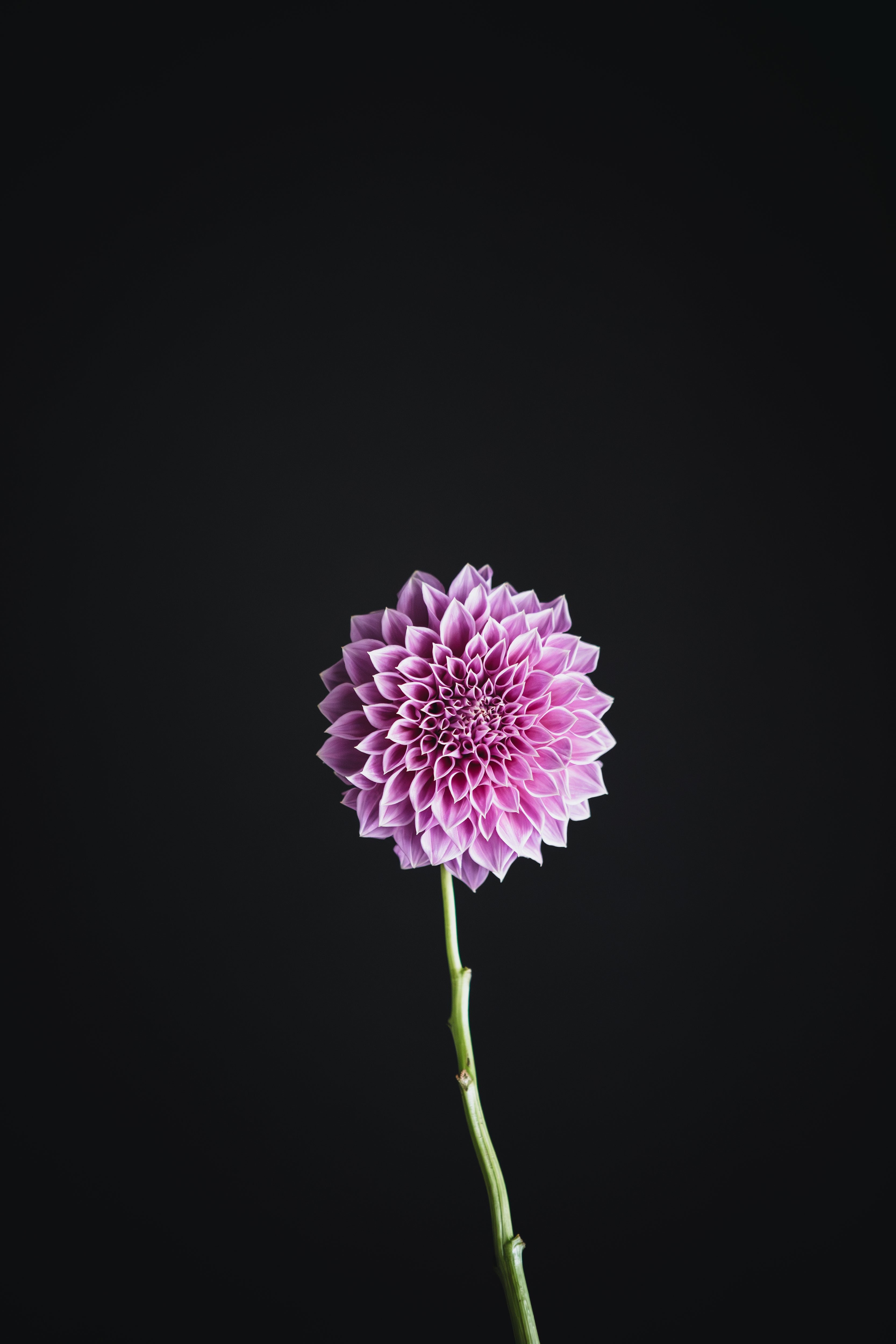 Devon Derris | Dahlia Tuber