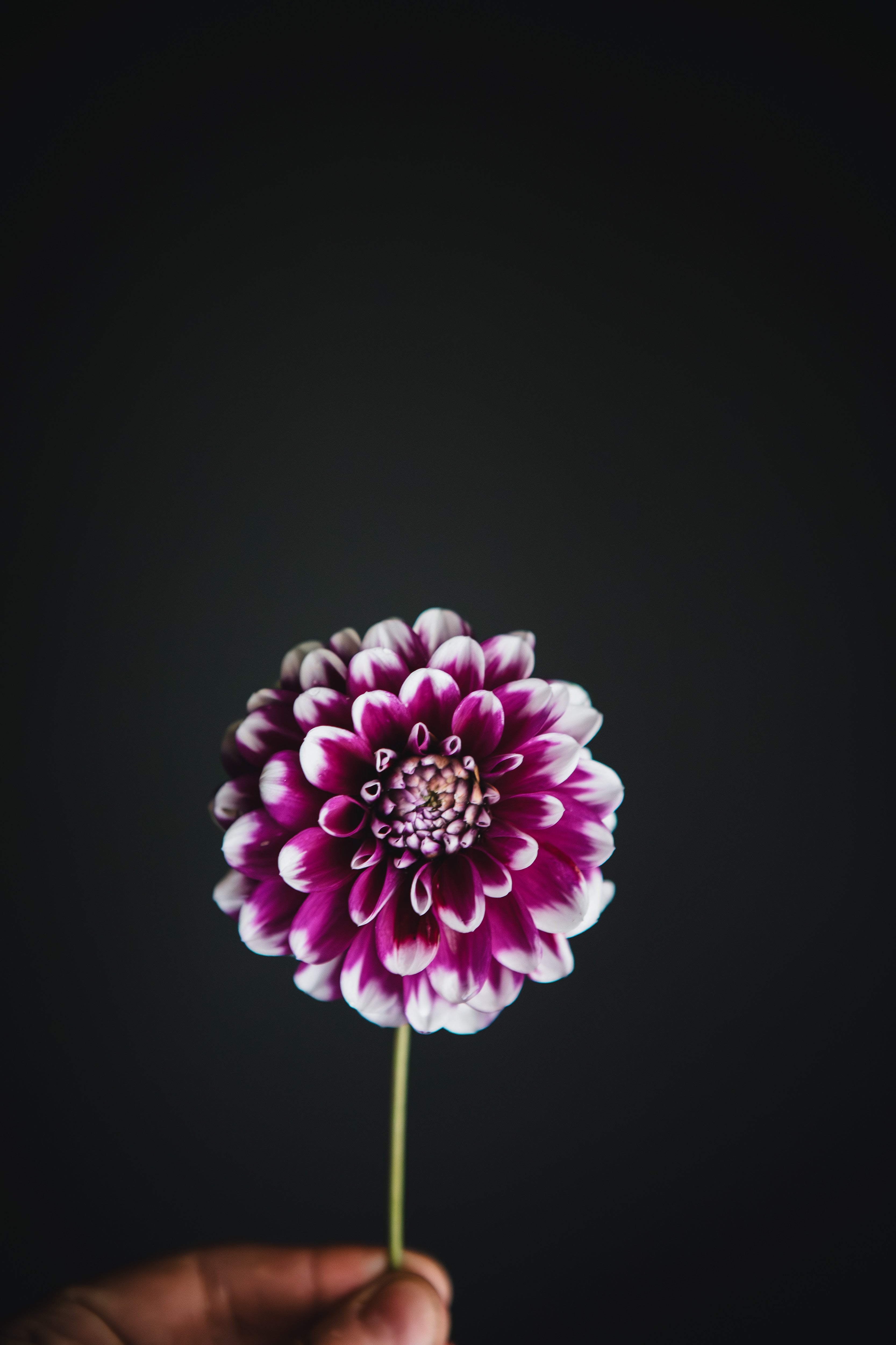 Edinburgh | Dahlia Tuber