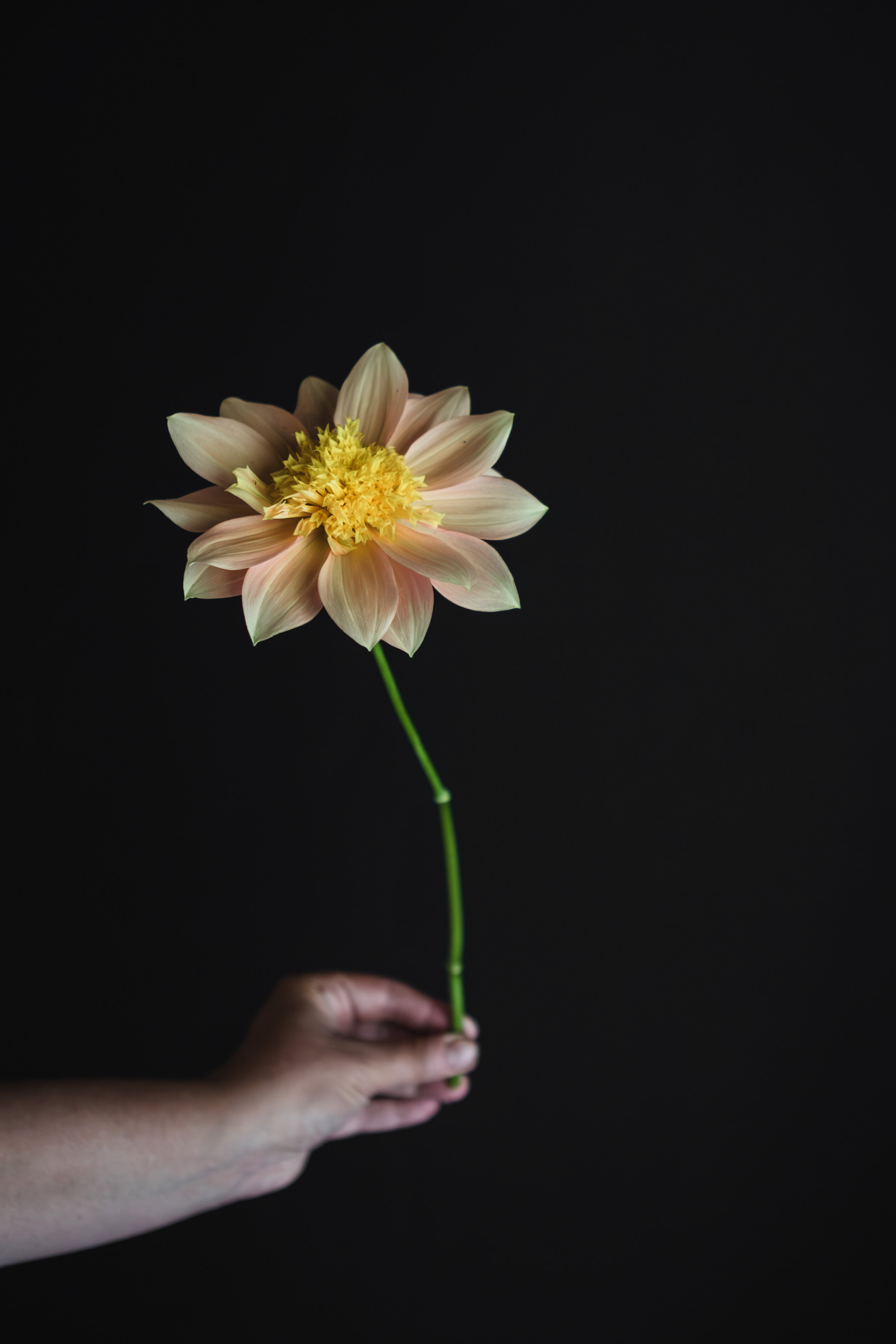 Everbloom Lioness | Dahlia Tuber