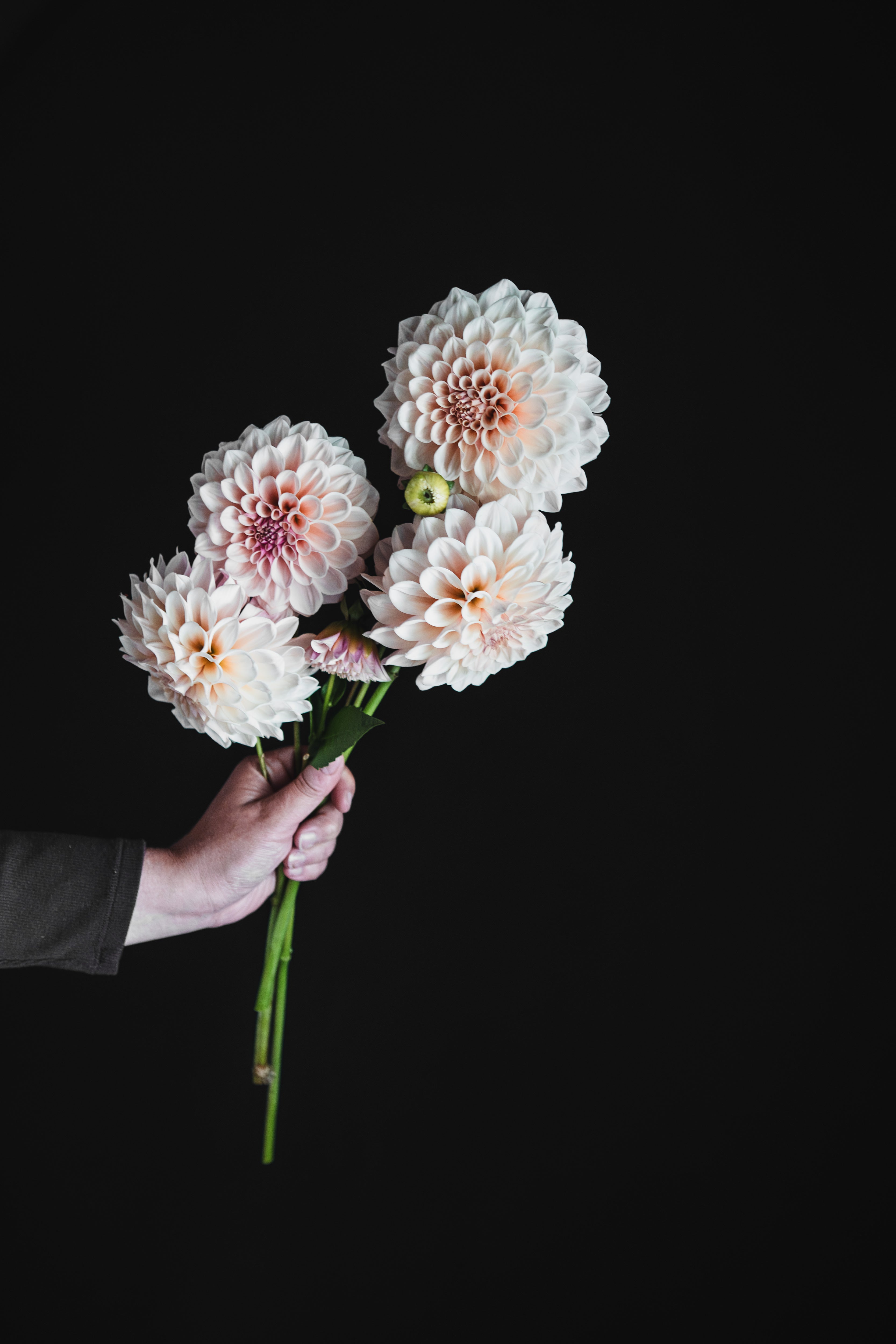 Florelie Antique | Dahlia Tuber