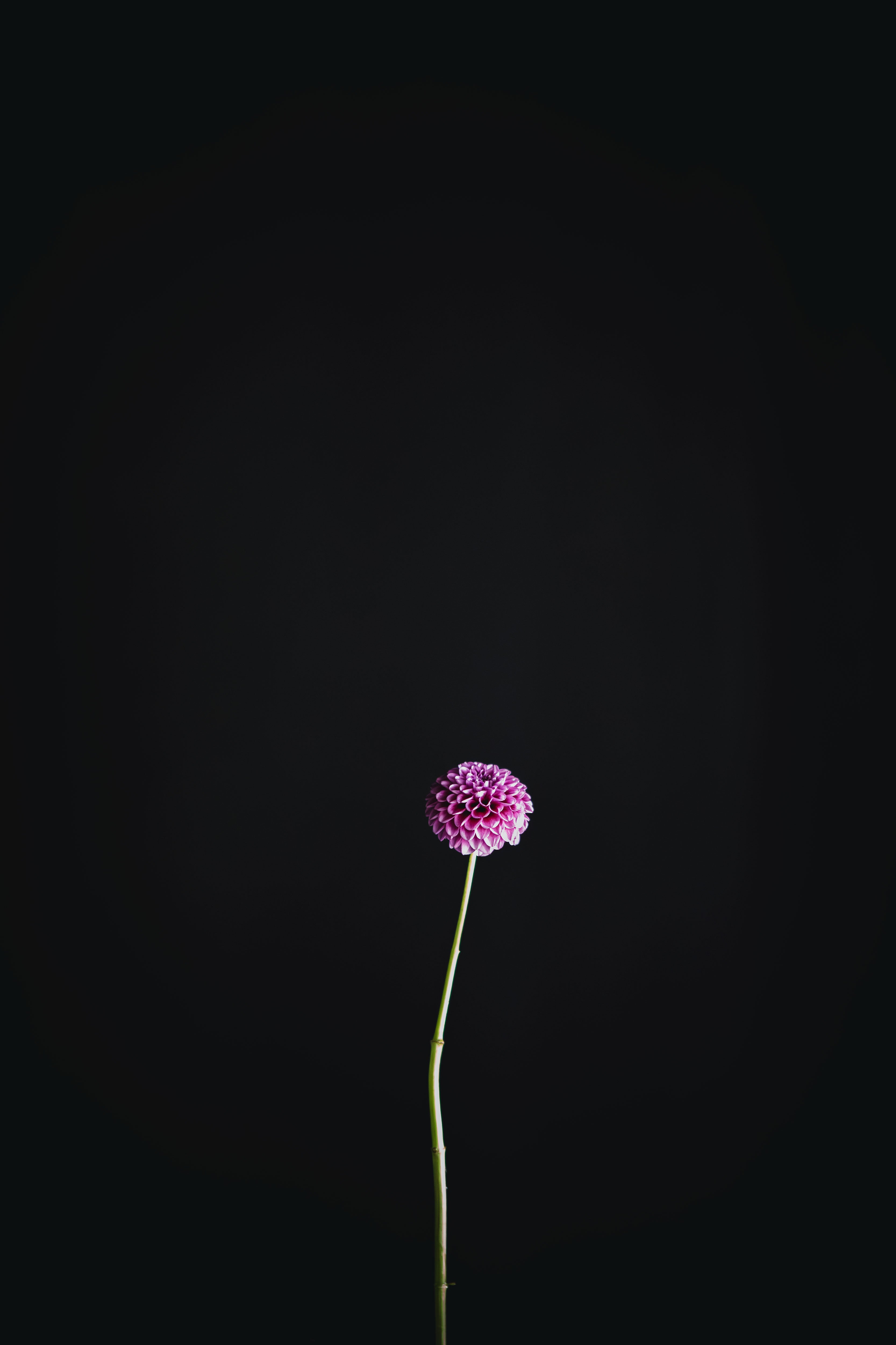 Florelie Boysenberry | Dahlia Tuber