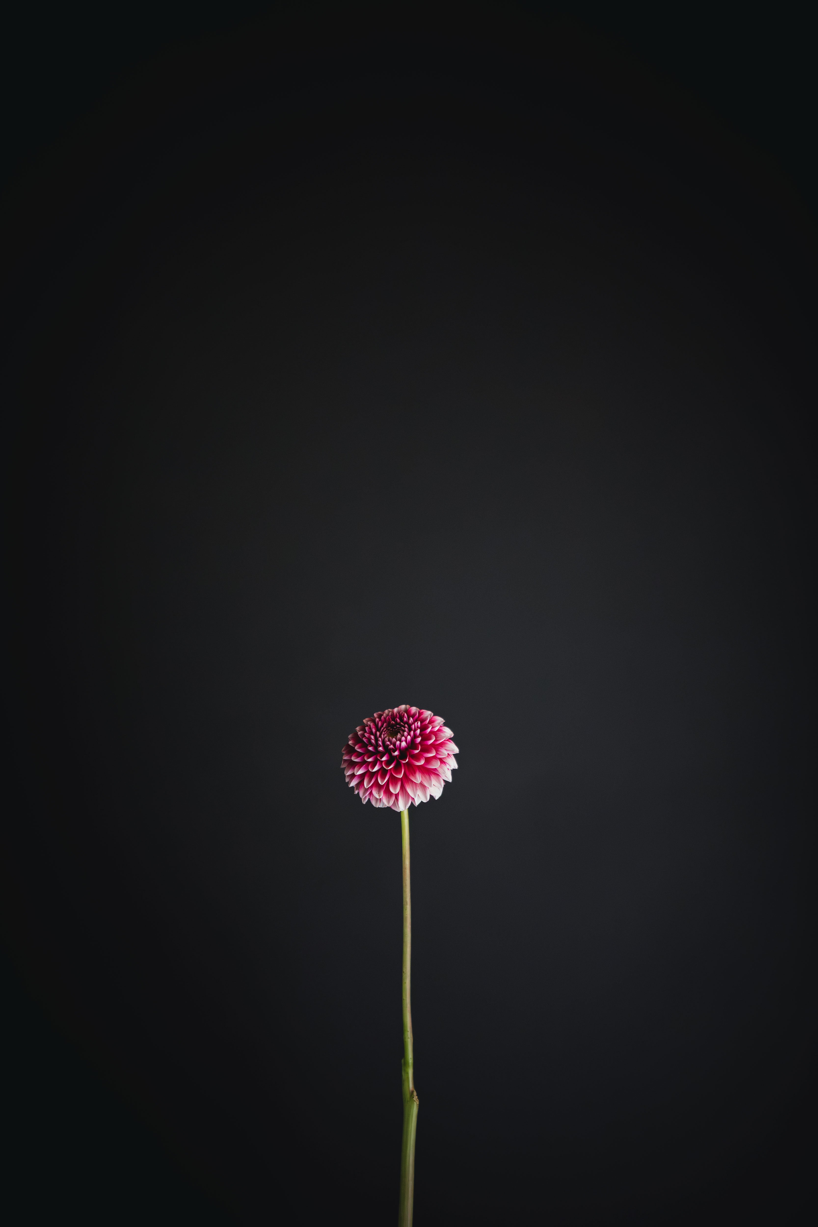 Florelie Cosmic Romance | Dahlia Tuber