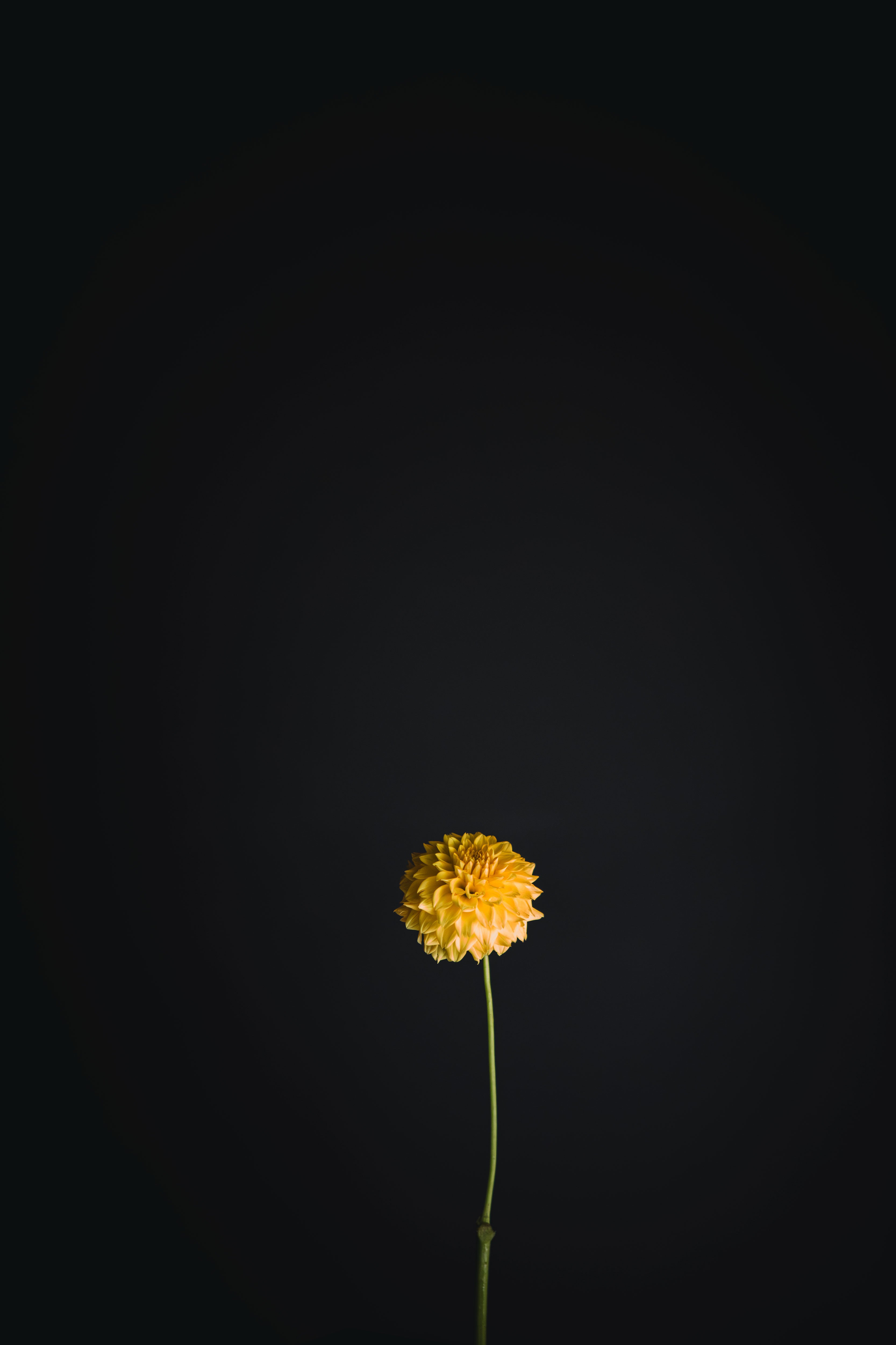 Florelie Dandelion | Dahlia Tuber