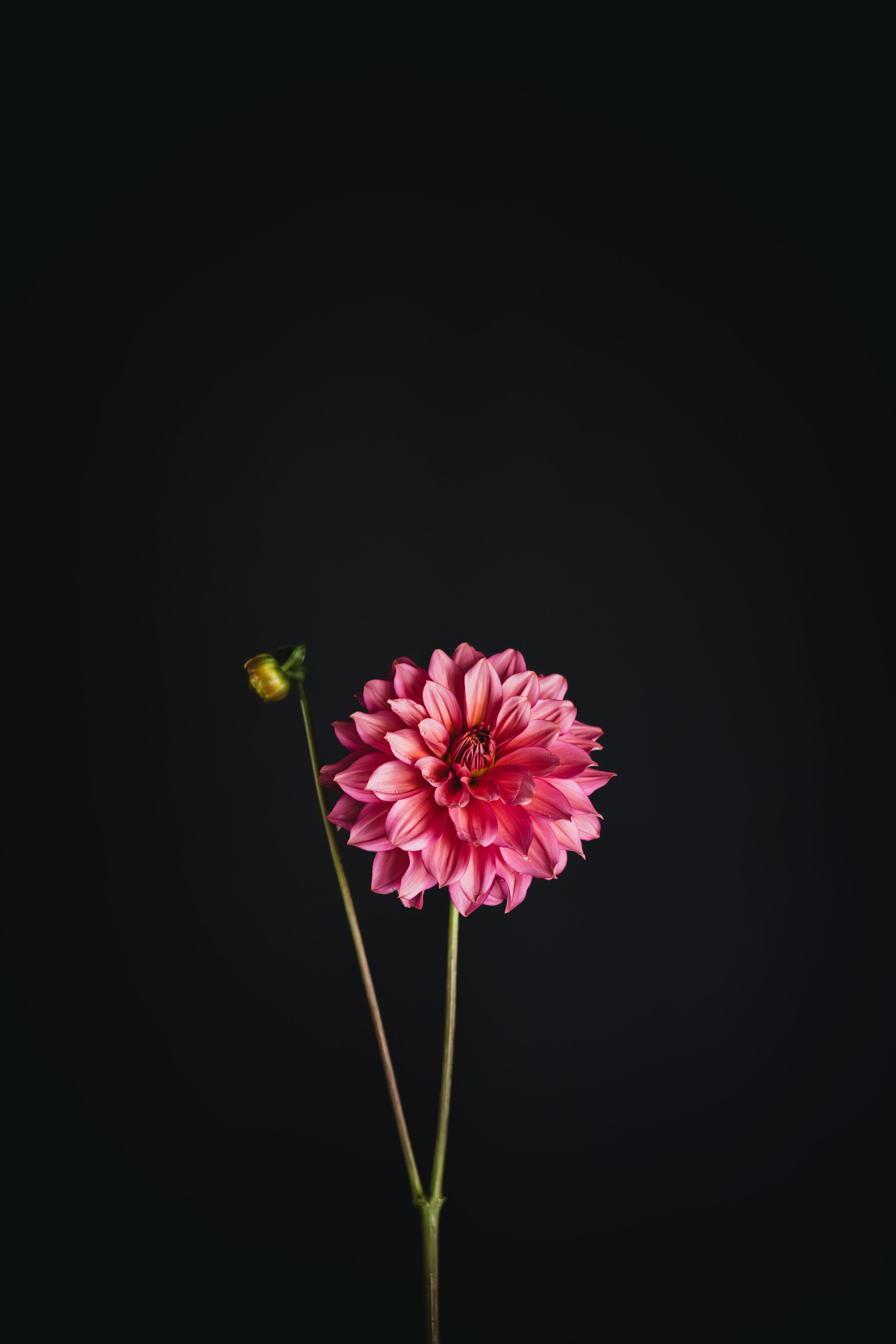Florelie Guava | Dahlia Tuber