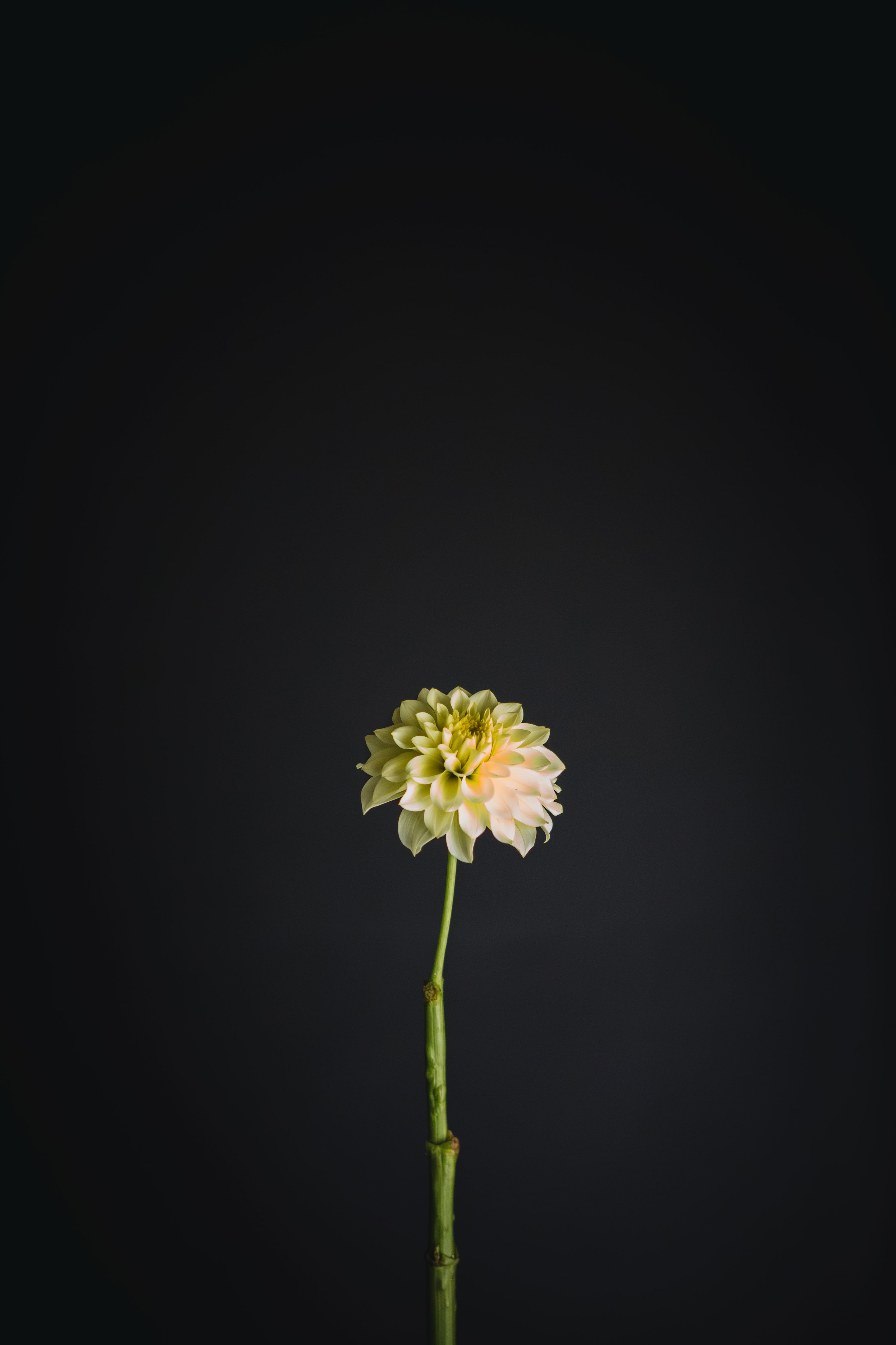 Florelie Limonata | Dahlia Tuber