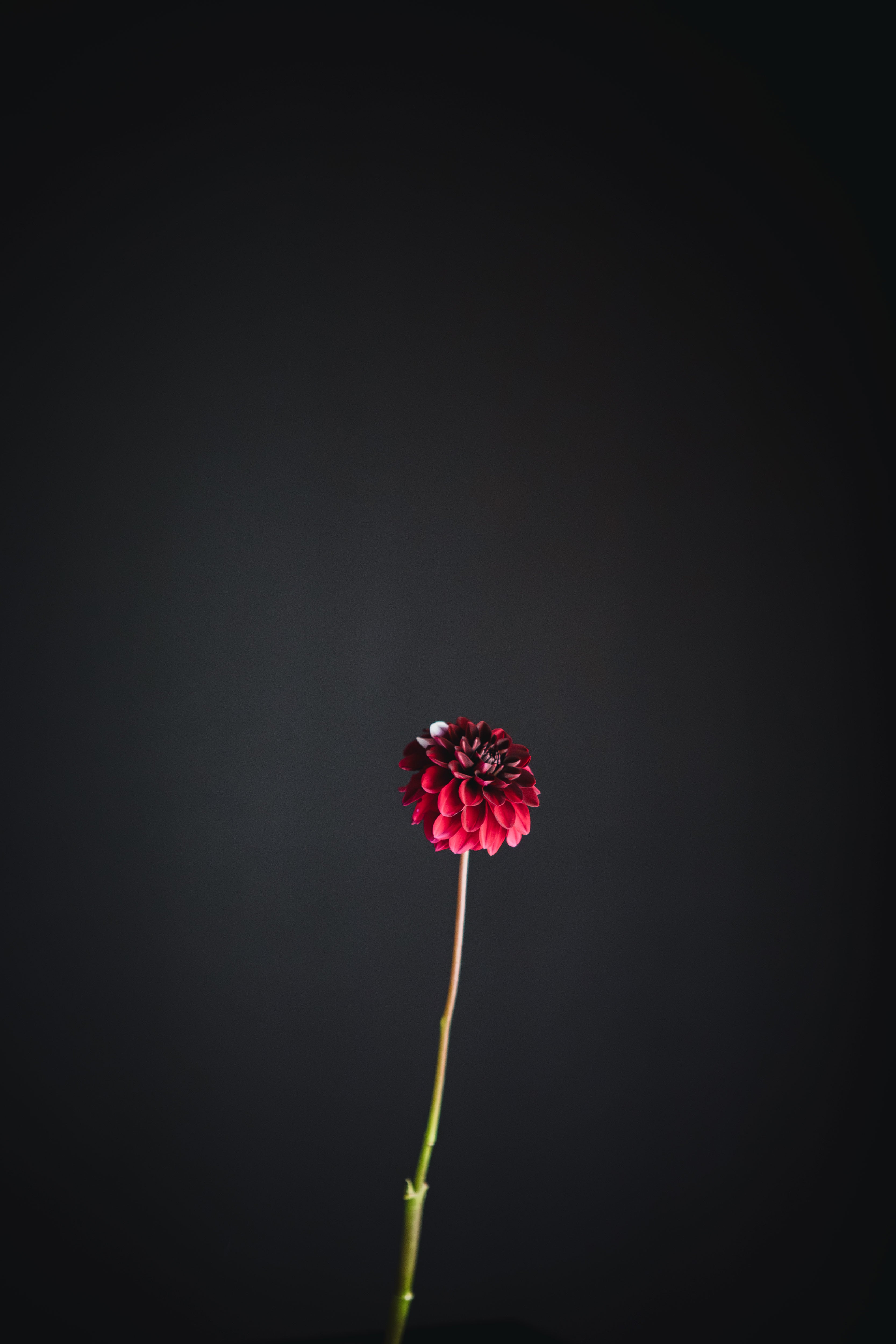 Florelie Magpie | Dahlia Tuber