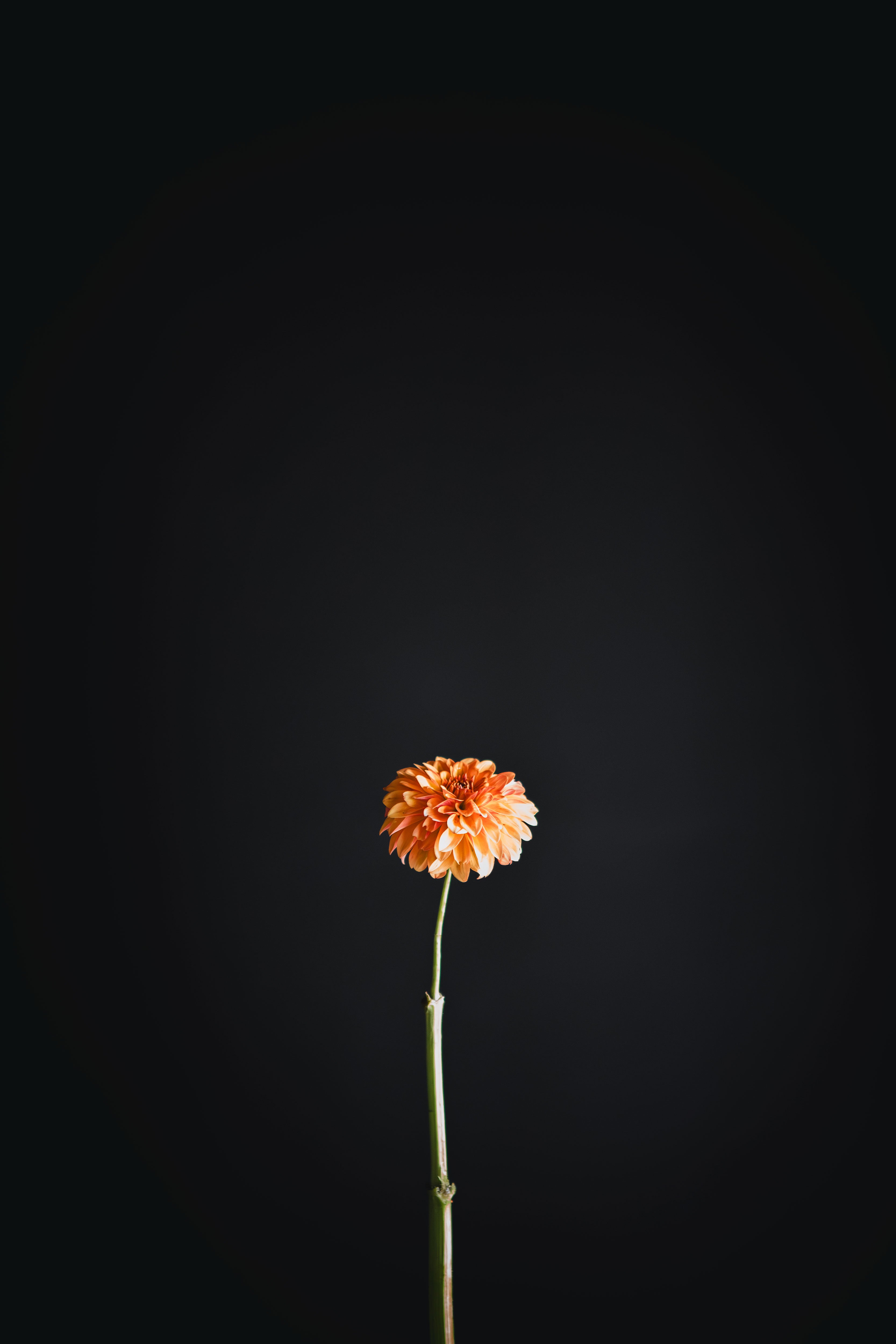 Florelie Mandarin | Dahlia Tuber