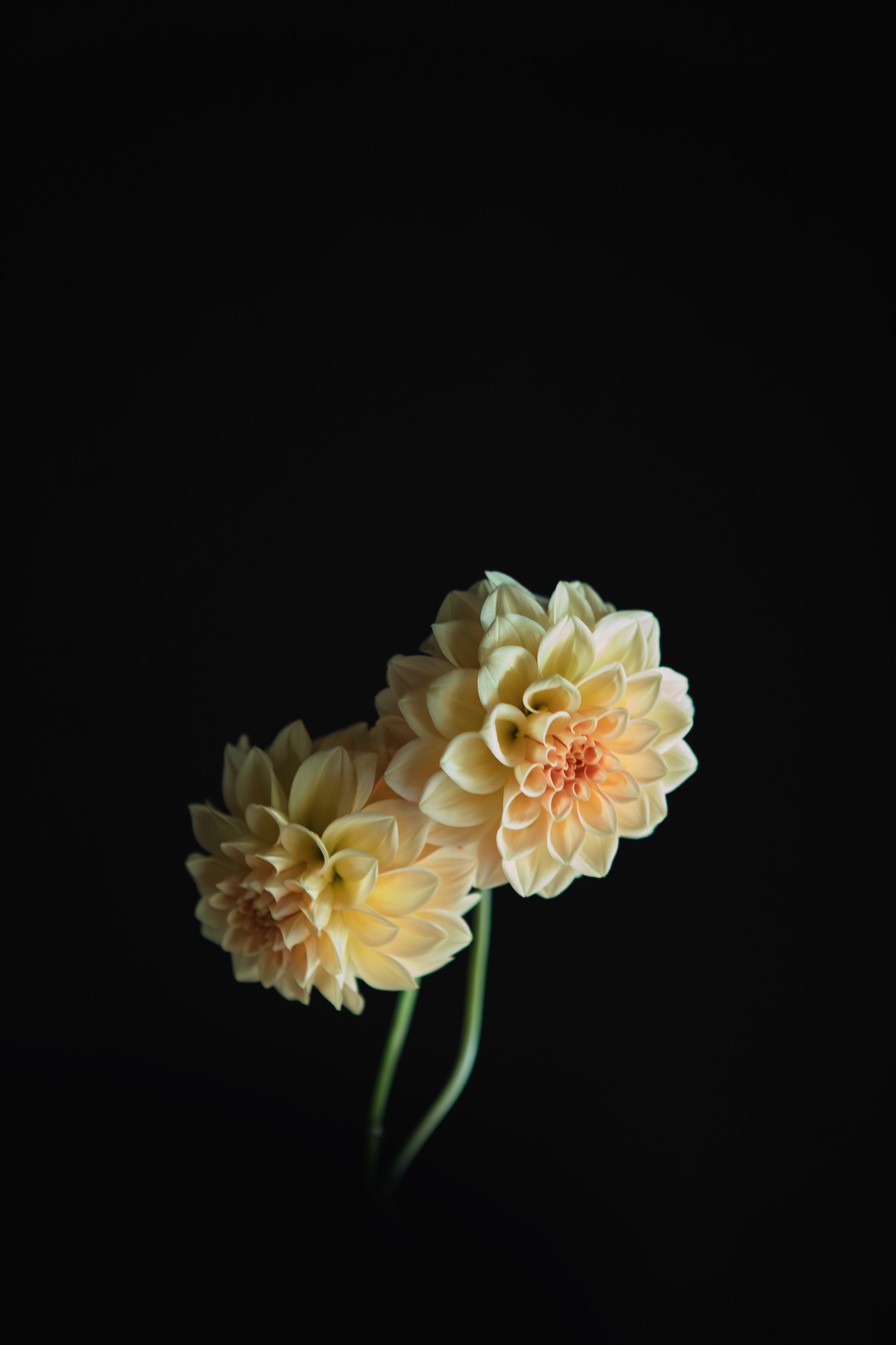 Florelie Nectar | Dahlia Tuber
