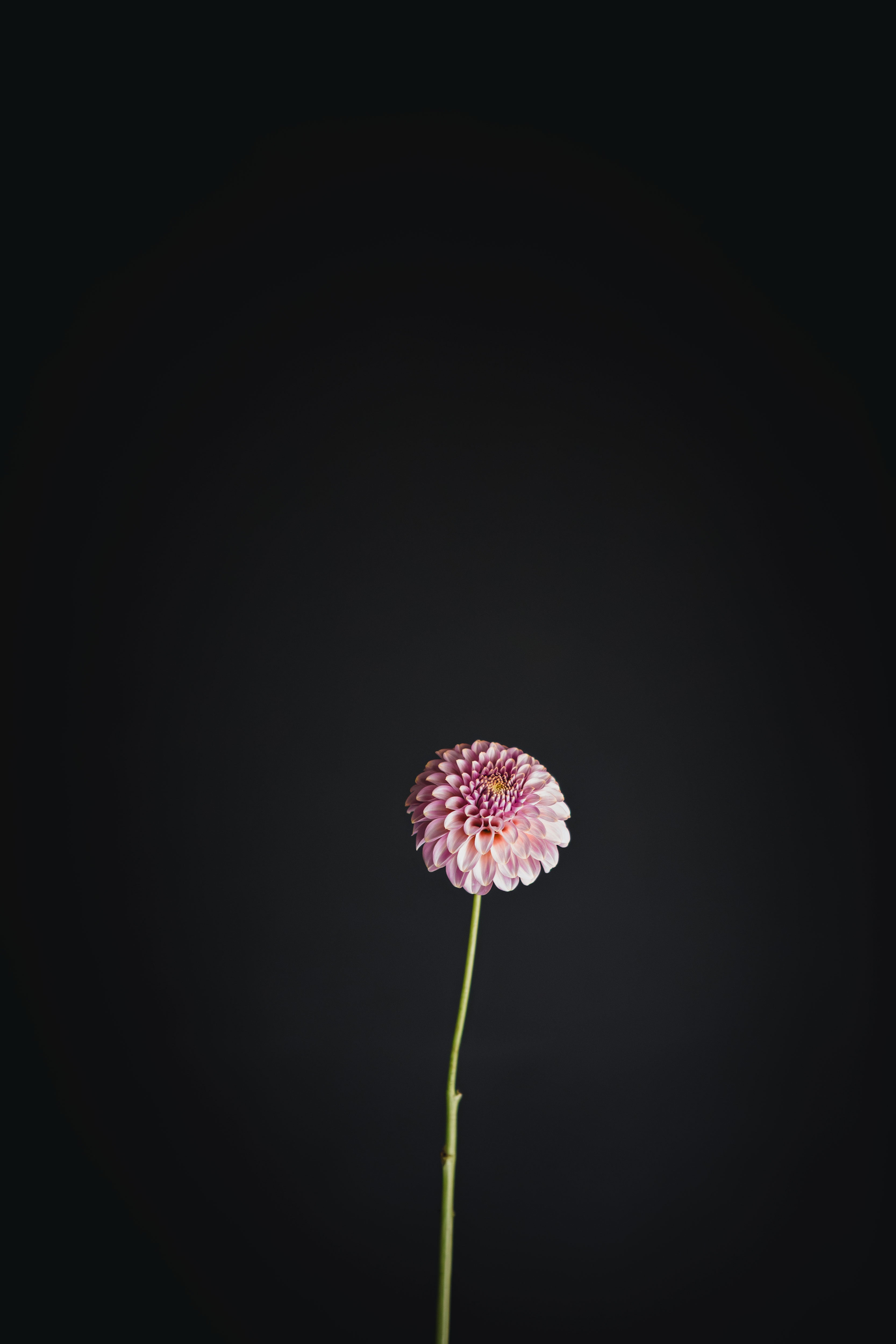 Florelie Oracle | Dahlia Tuber