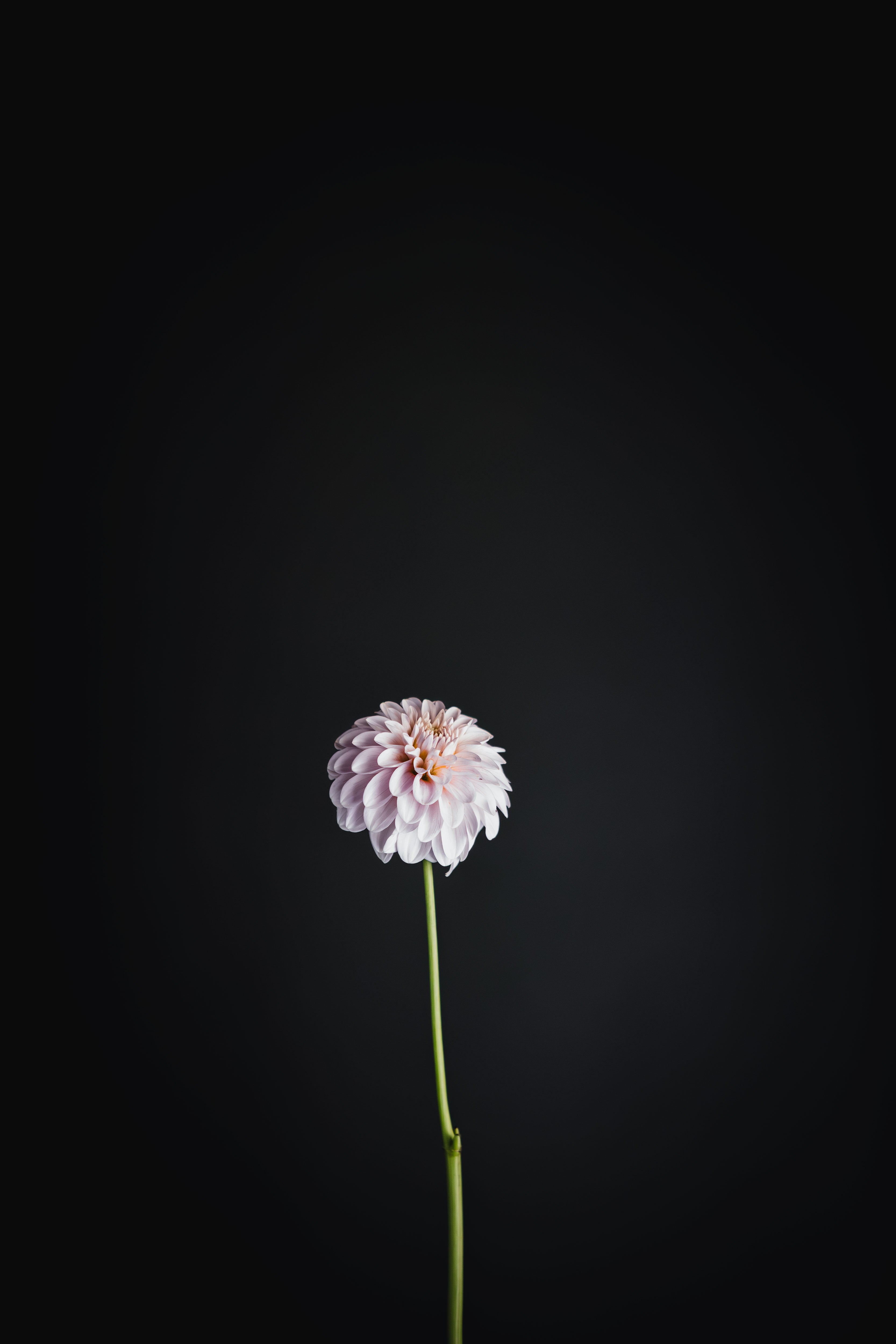 Florelie Peggy | Dahlia Tuber