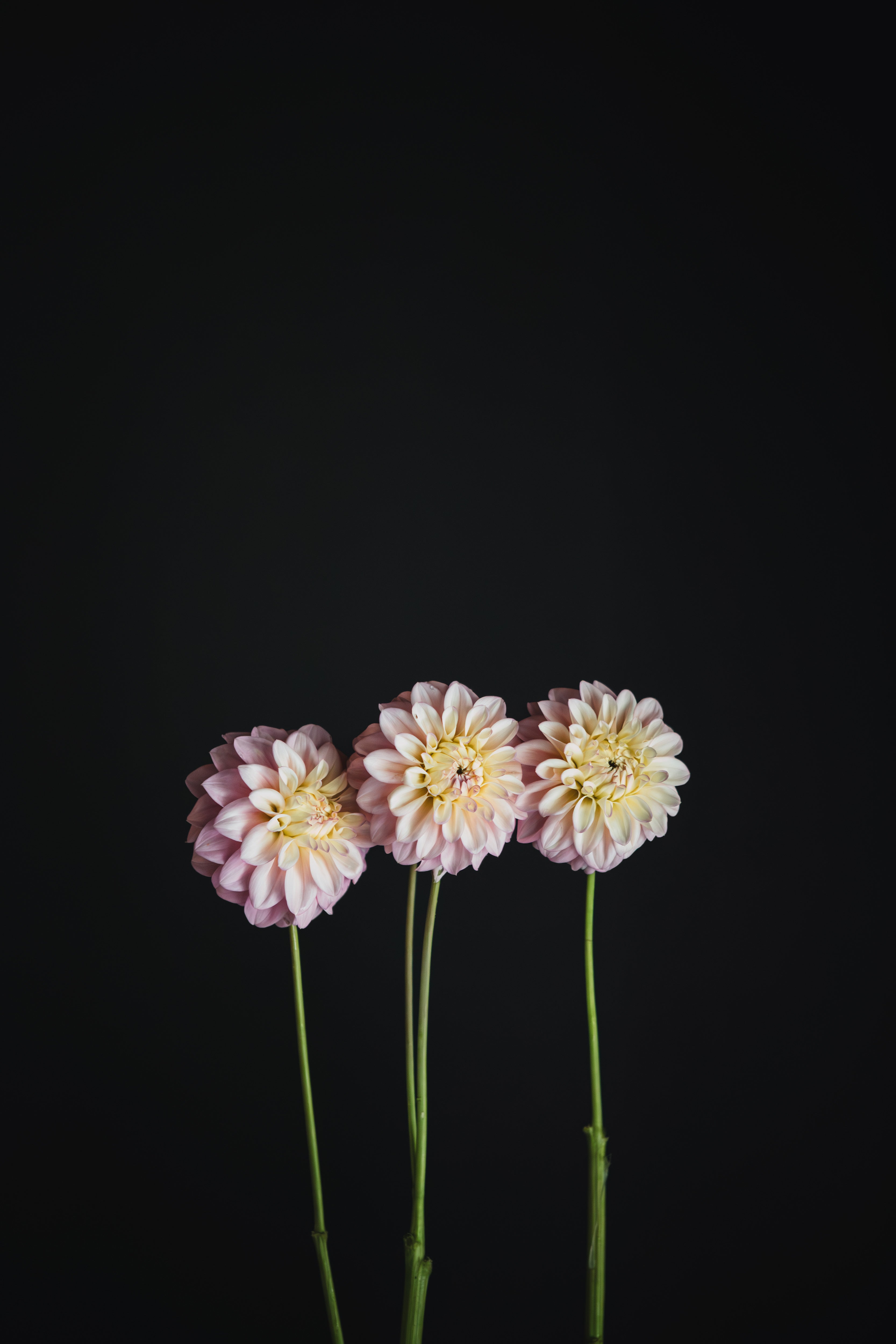 Florelie Pirouette | Dahlia Tuber