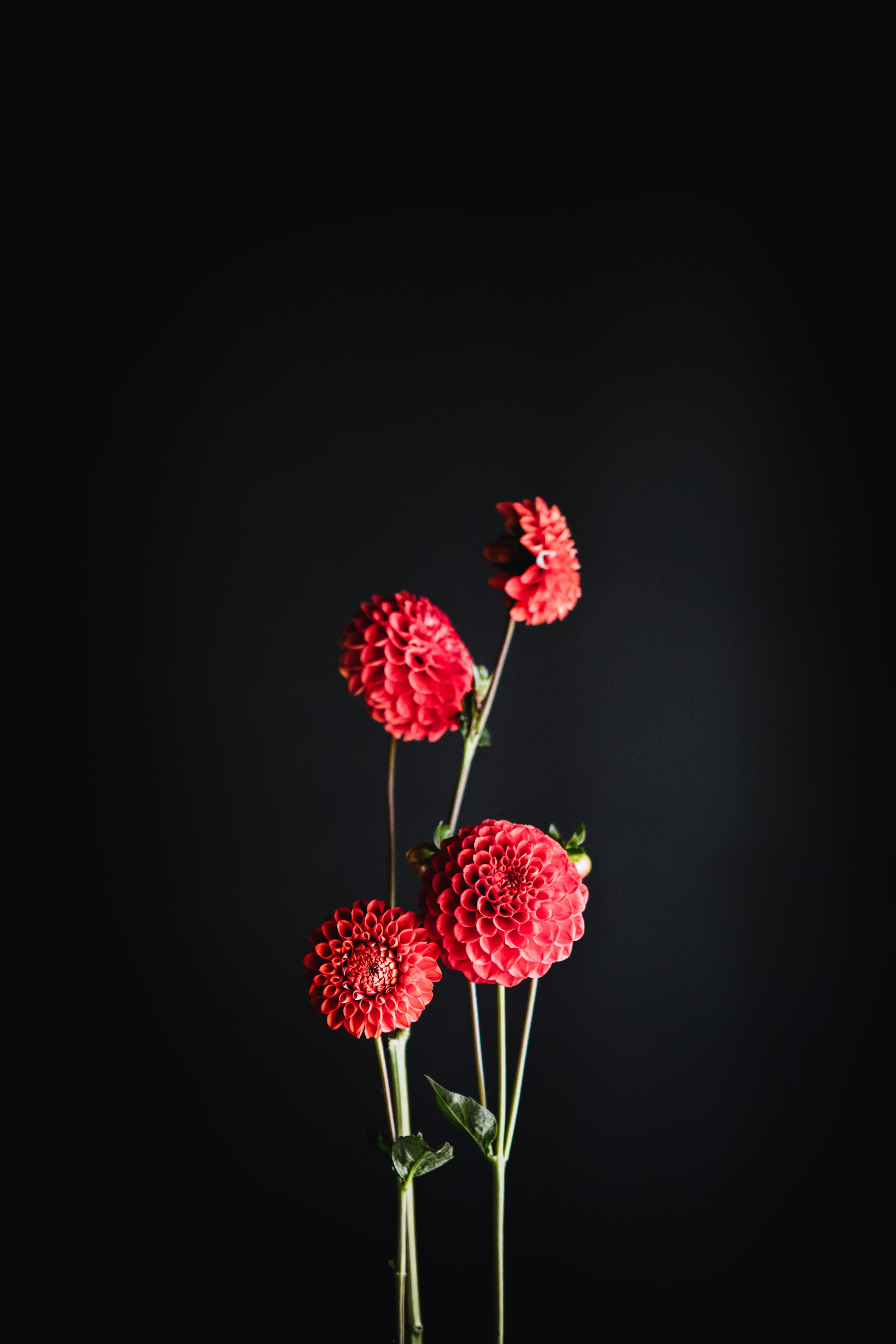 Florelie Ponyo | Dahlia Tuber