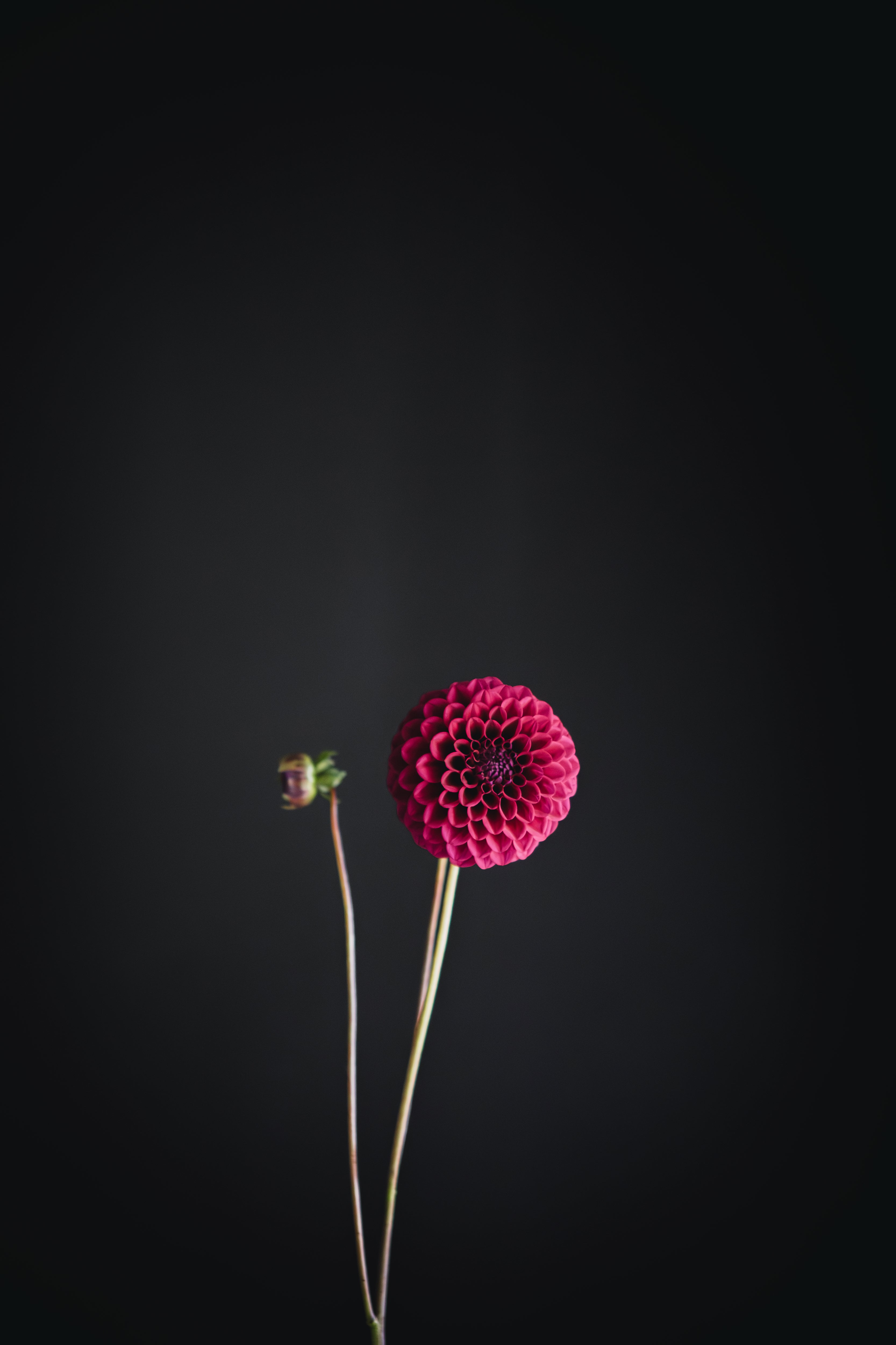 Florelie Queen of Hearts | Dahlia Tuber