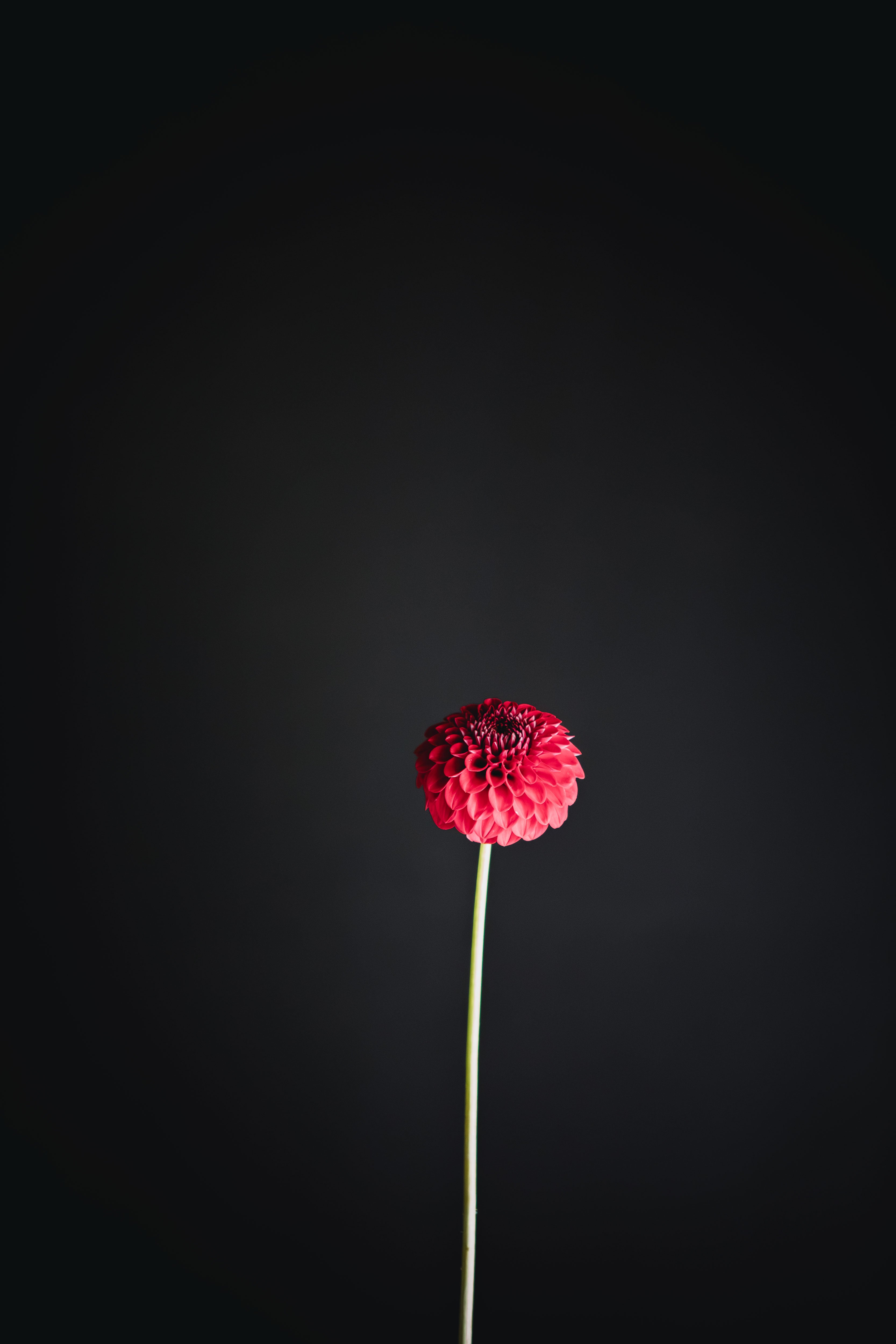 Florelie Vendetta | Dahlia Tuber
