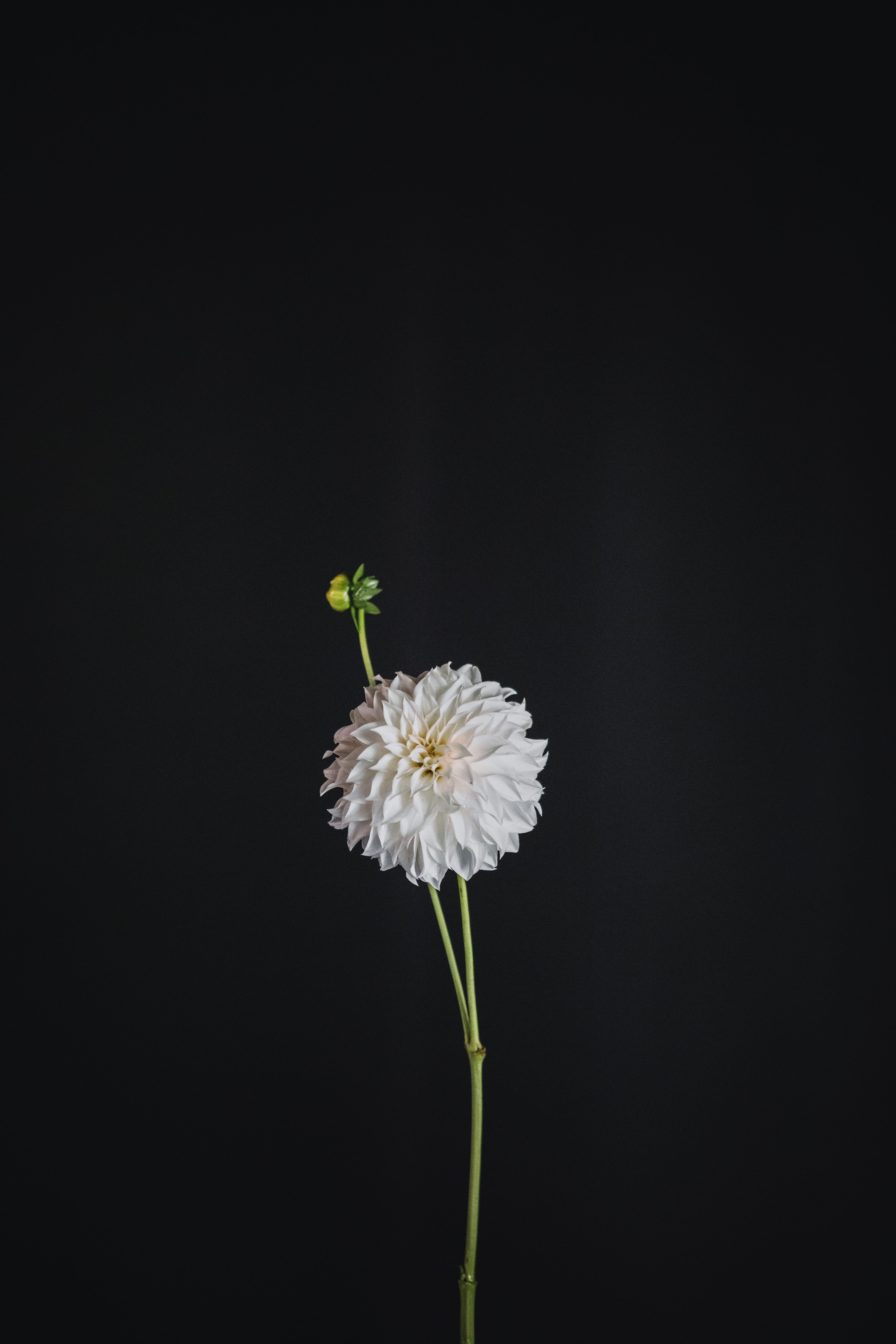 Florelie Whipped Cream | Dahlia Tuber