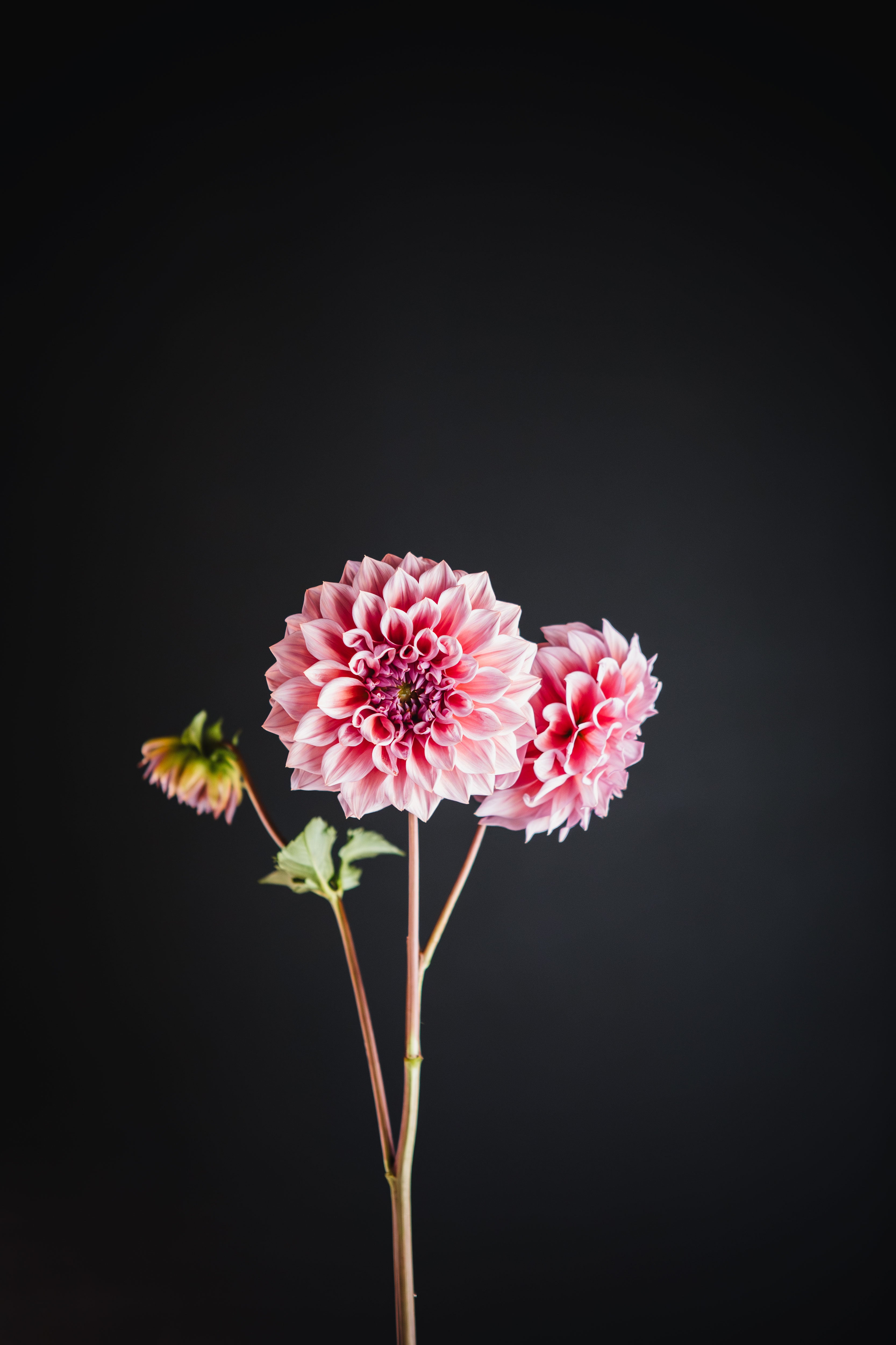 Formby Monarch | Dahlia Tuber