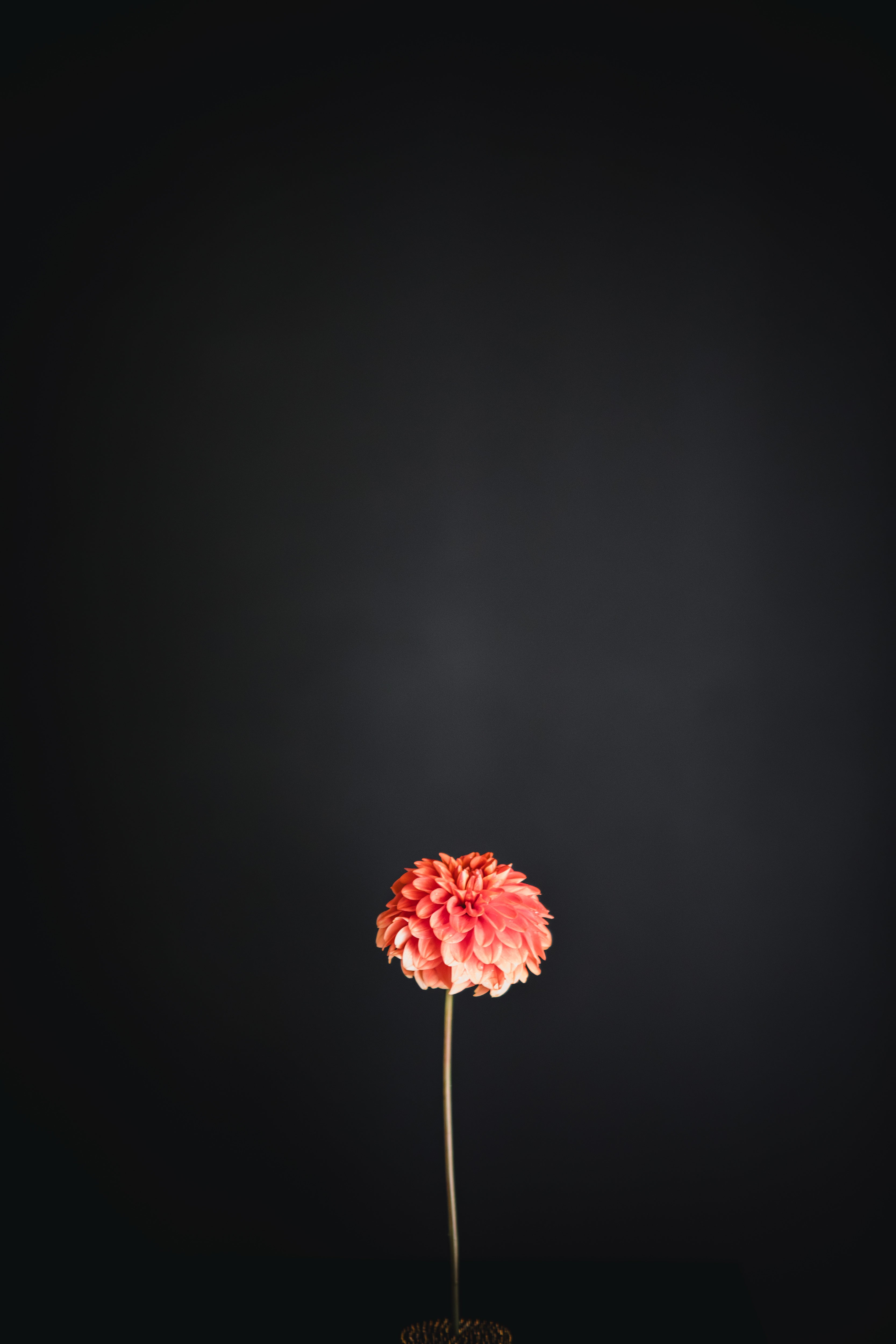 Glenbank Sunbeam | Dahlia Tuber