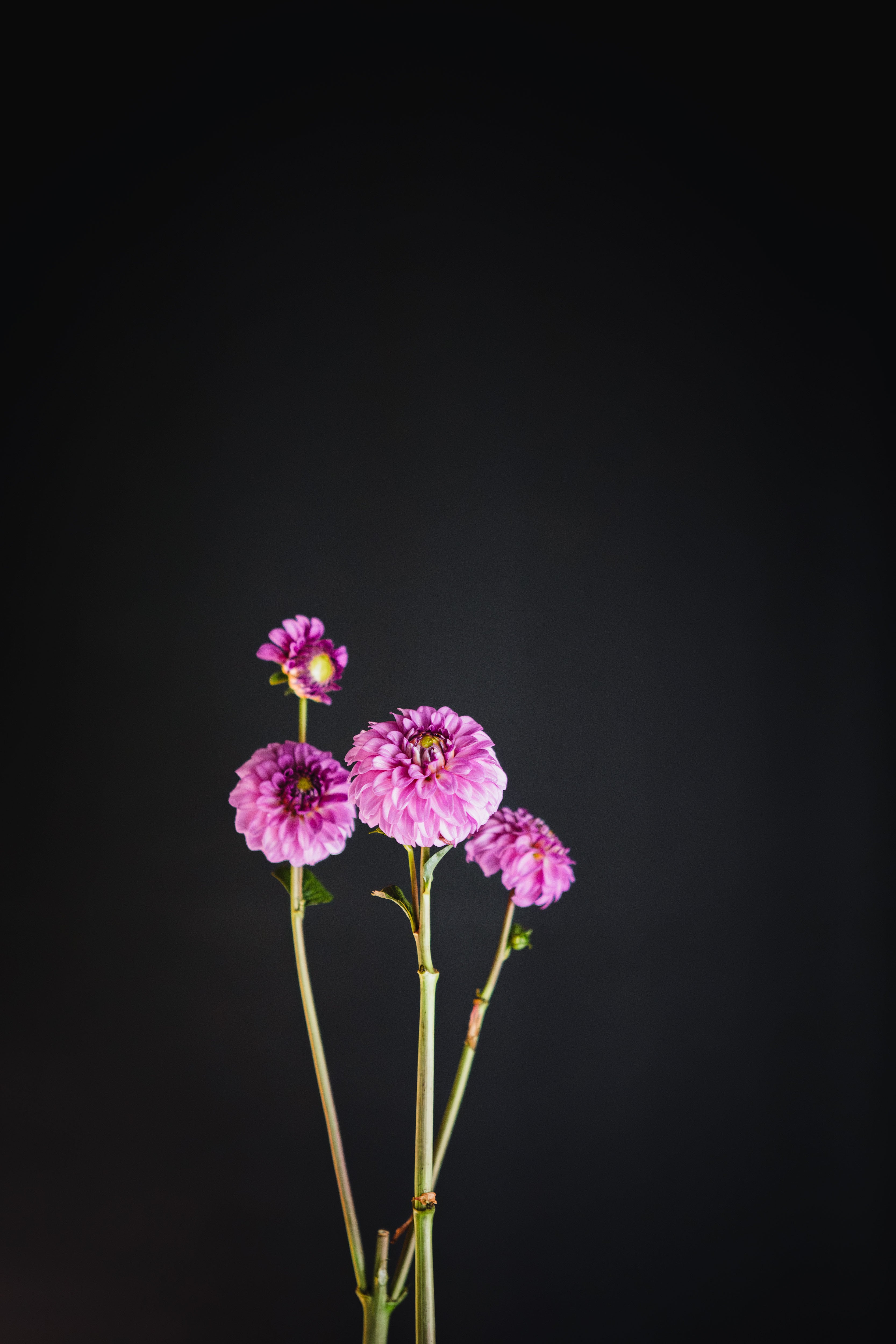 Beginner Pack - Garden Classics
